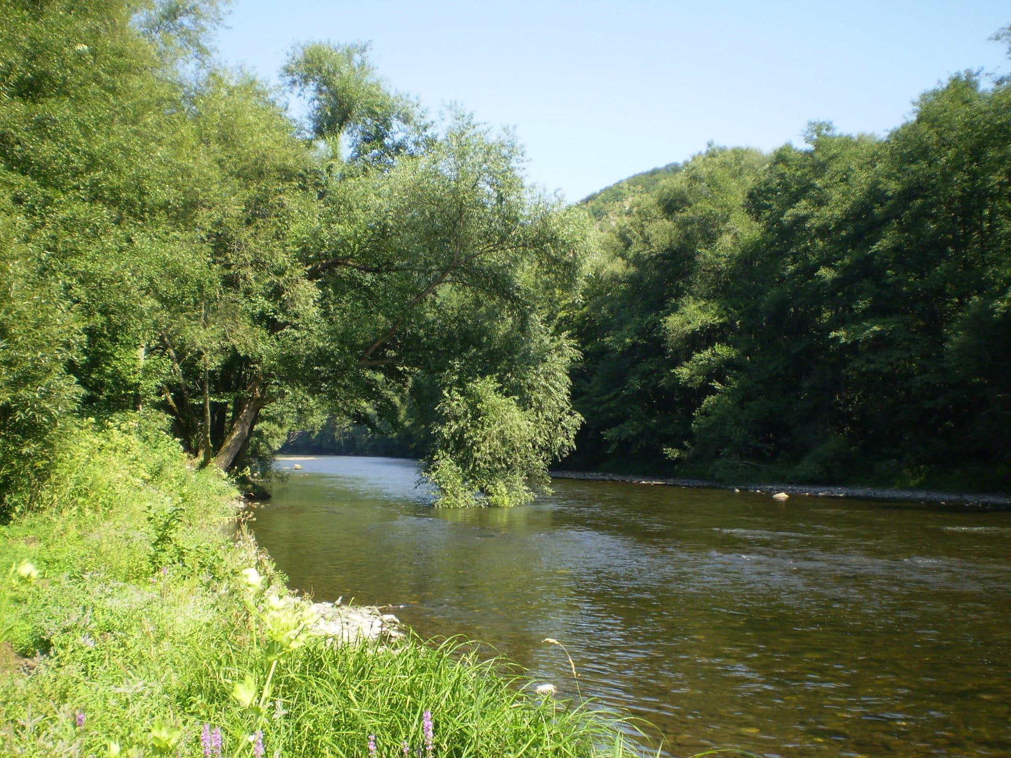 forest, tree, 1080P, river, thirsty, relaxing, HD Wallpaper