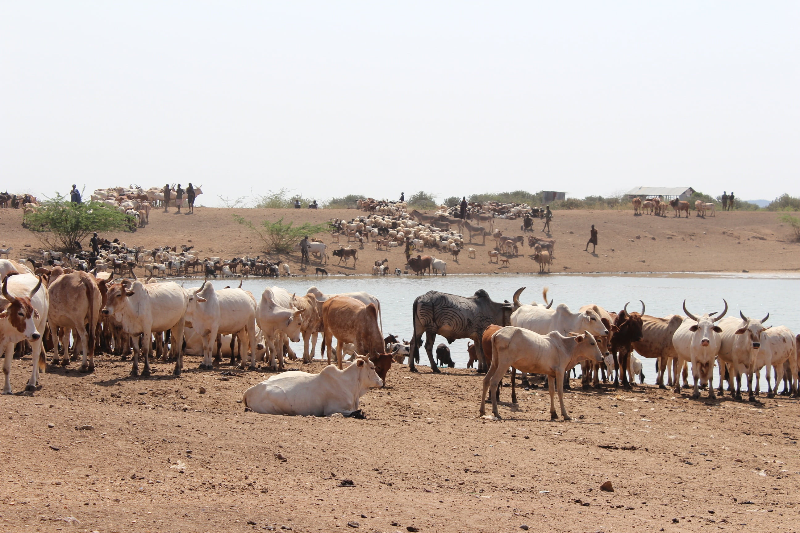 cattle, ranch, 2K, group of animals, animal, environment, flock, day, large group of animals, safari, animal themes, thirsty, herbivorous, mammal, watering hole, HD Wallpaper