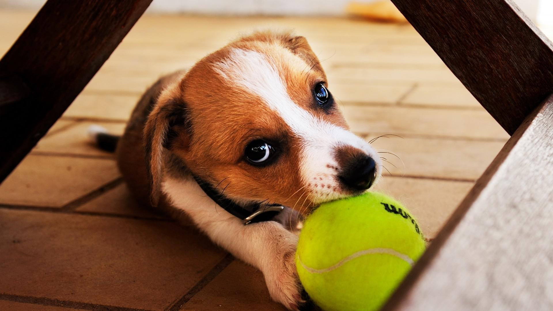 tennis, dog, play, puppy, play ground, 1080P, ground, HD Wallpaper