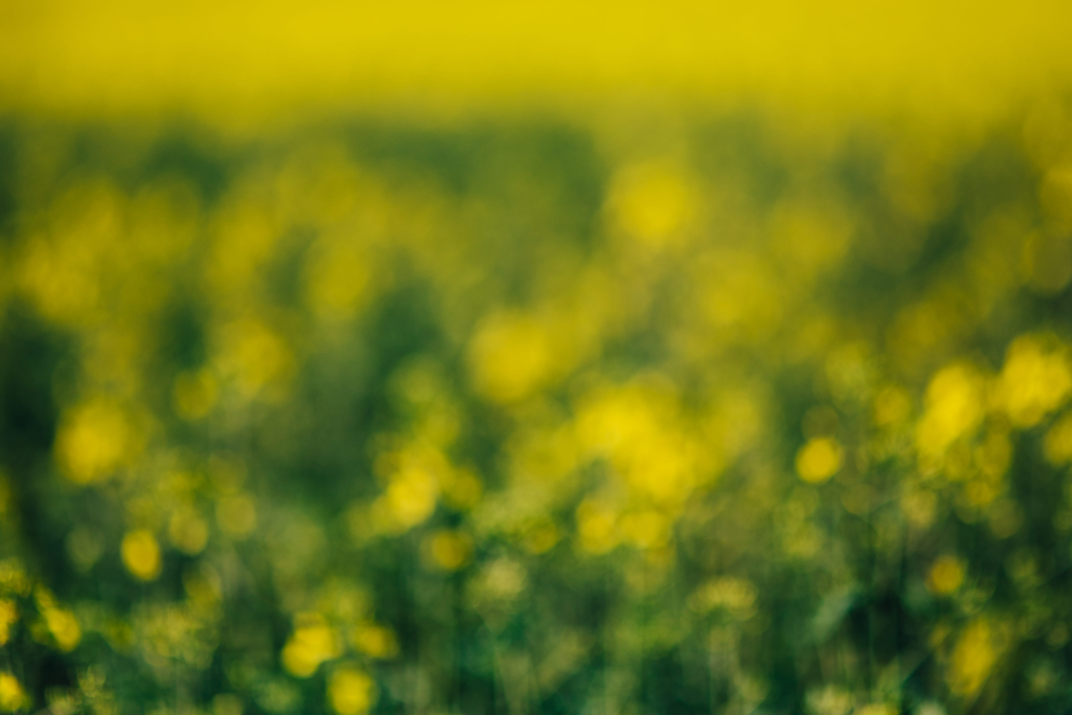 agriculture, beauty In Nature, flowering plant, freshness, no People, environment, day, flower, nature, background, sunny, yellow, oilseed, meadow, land, HD Wallpaper