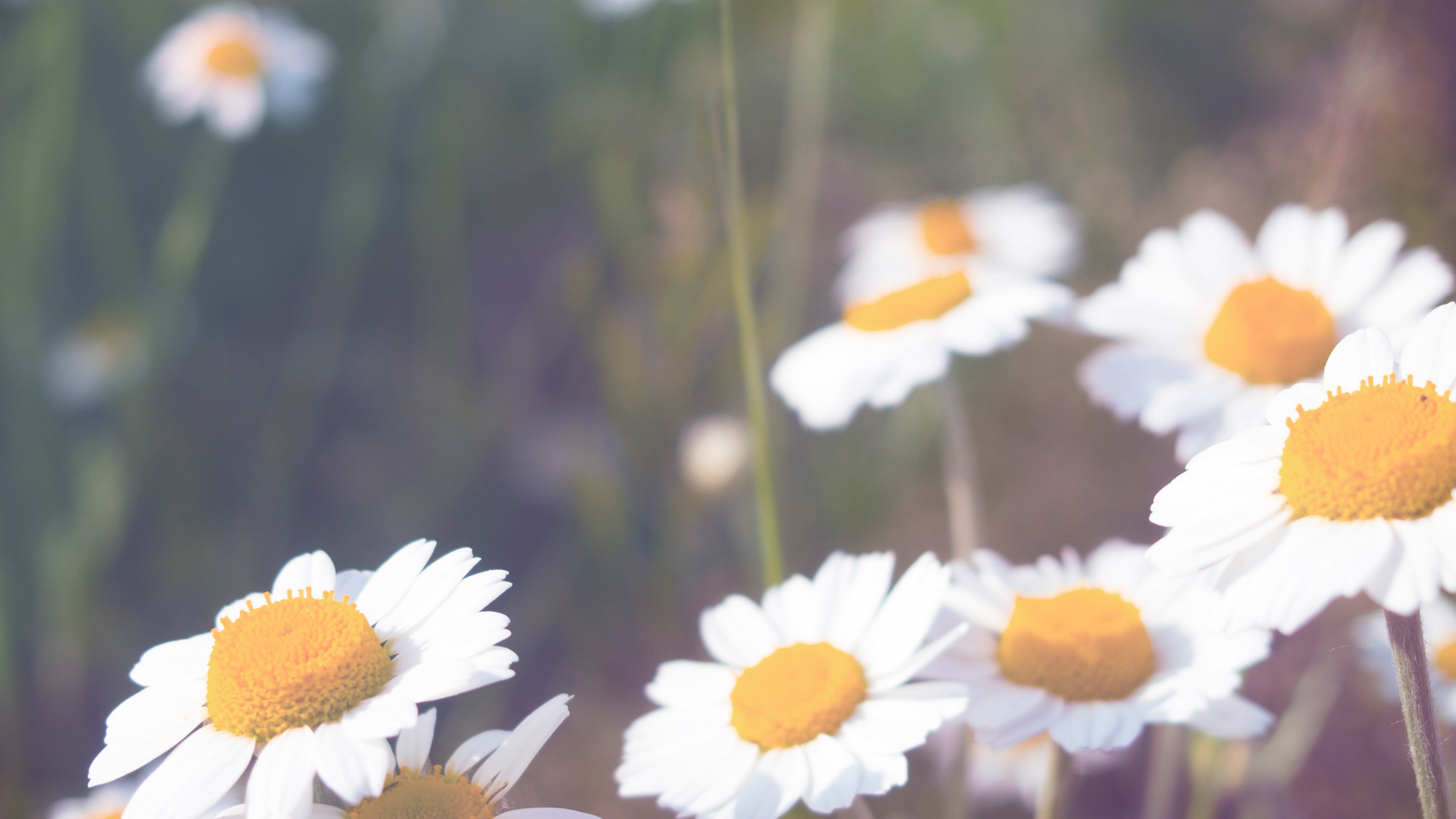 daisy, freshness, matricaria, petal, flower head, beauty in nature, inflorescence, pollen, springtime, outdoors, white color, fragility, day, flowering plant, HD Wallpaper