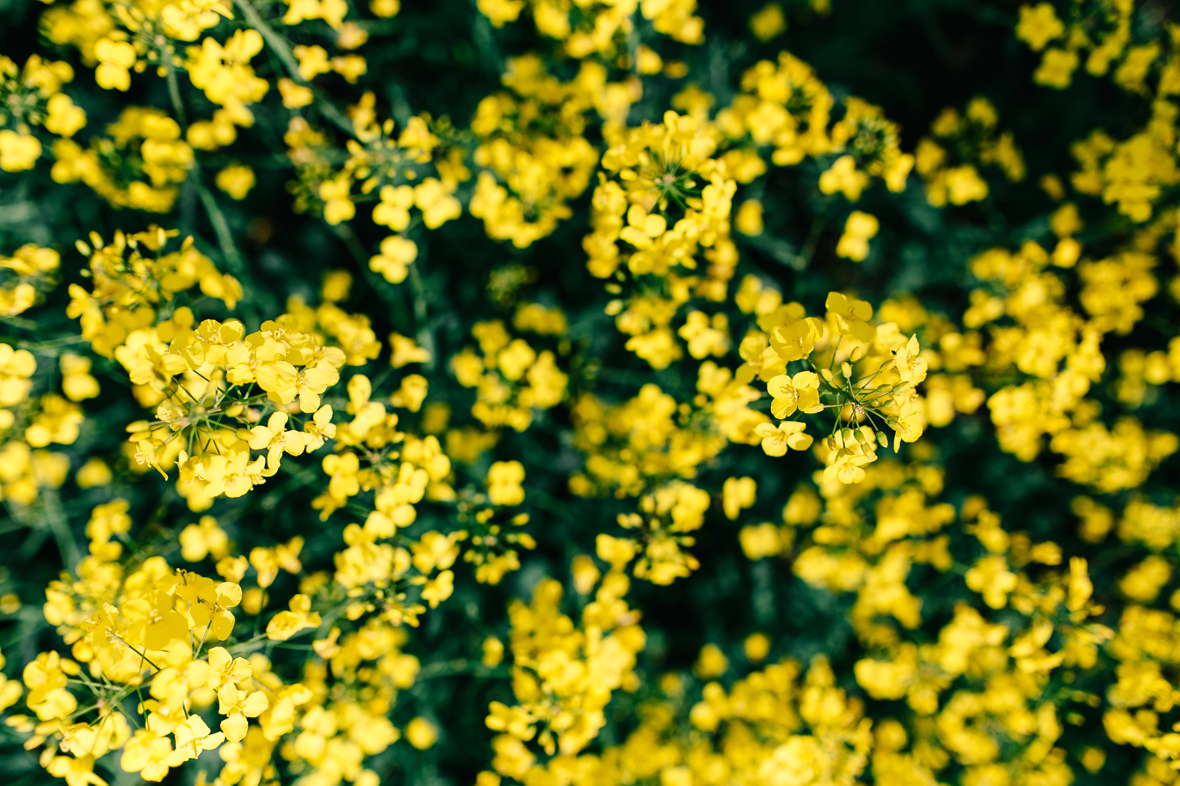 day, oilseed Rape, freshness, vulnerability, backgrounds, yellow, full frame, growth, close-up, flowerbed, green Color, abundance, no People, beauty In Nature, HD Wallpaper