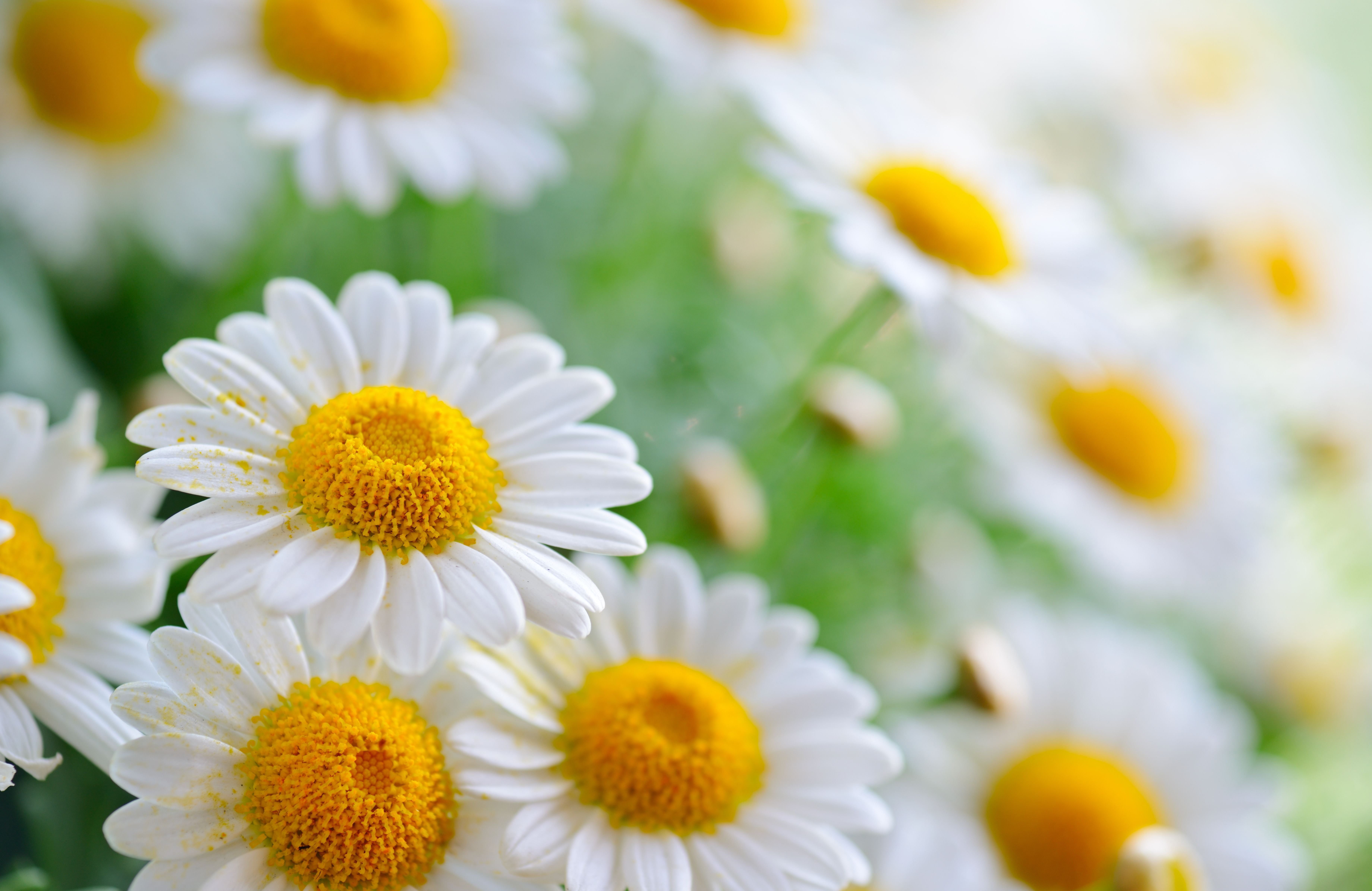 close-up, inflorescence, vulnerability, petal, flowers, white color, springtime, daisy, flower head, 5K, yellow, plant, matricaria, freshness, day, outdoors, HD Wallpaper