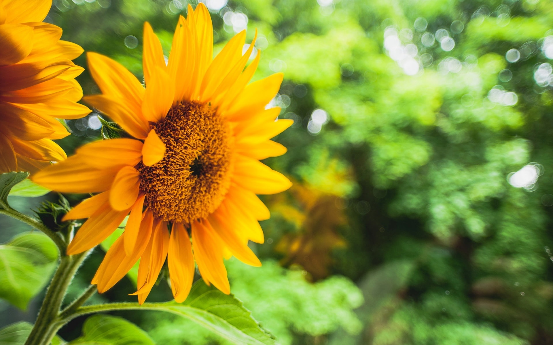 Flowers, 1080P, Green, Blurred, Sunflower, Background, Yellow, HD Wallpaper