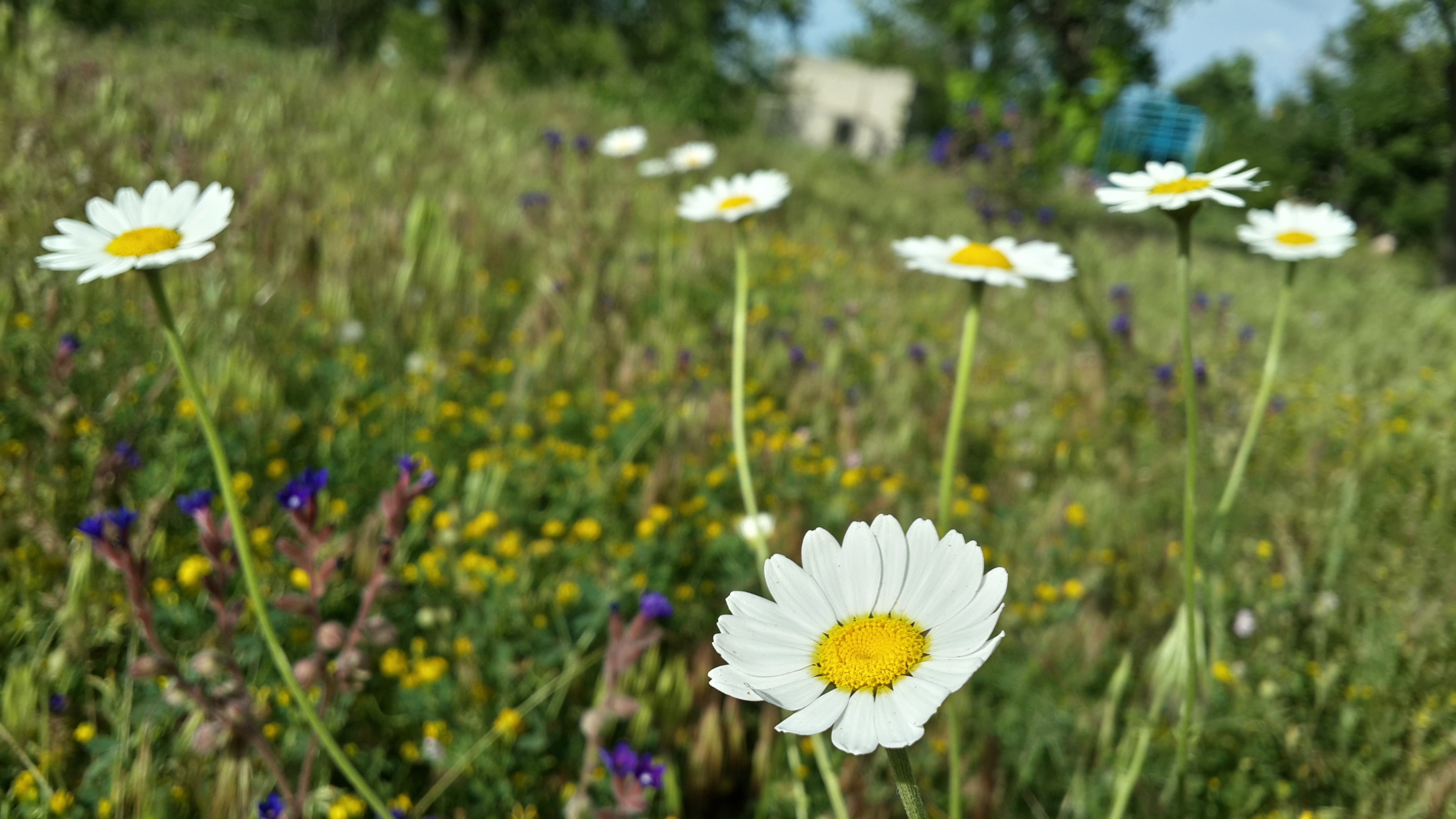 beauty in nature, vulnerability, yellow, flower head, matricaria, white color, flower, no people, nature, freshness, land, petal, daisy, flowering plant, HD Wallpaper