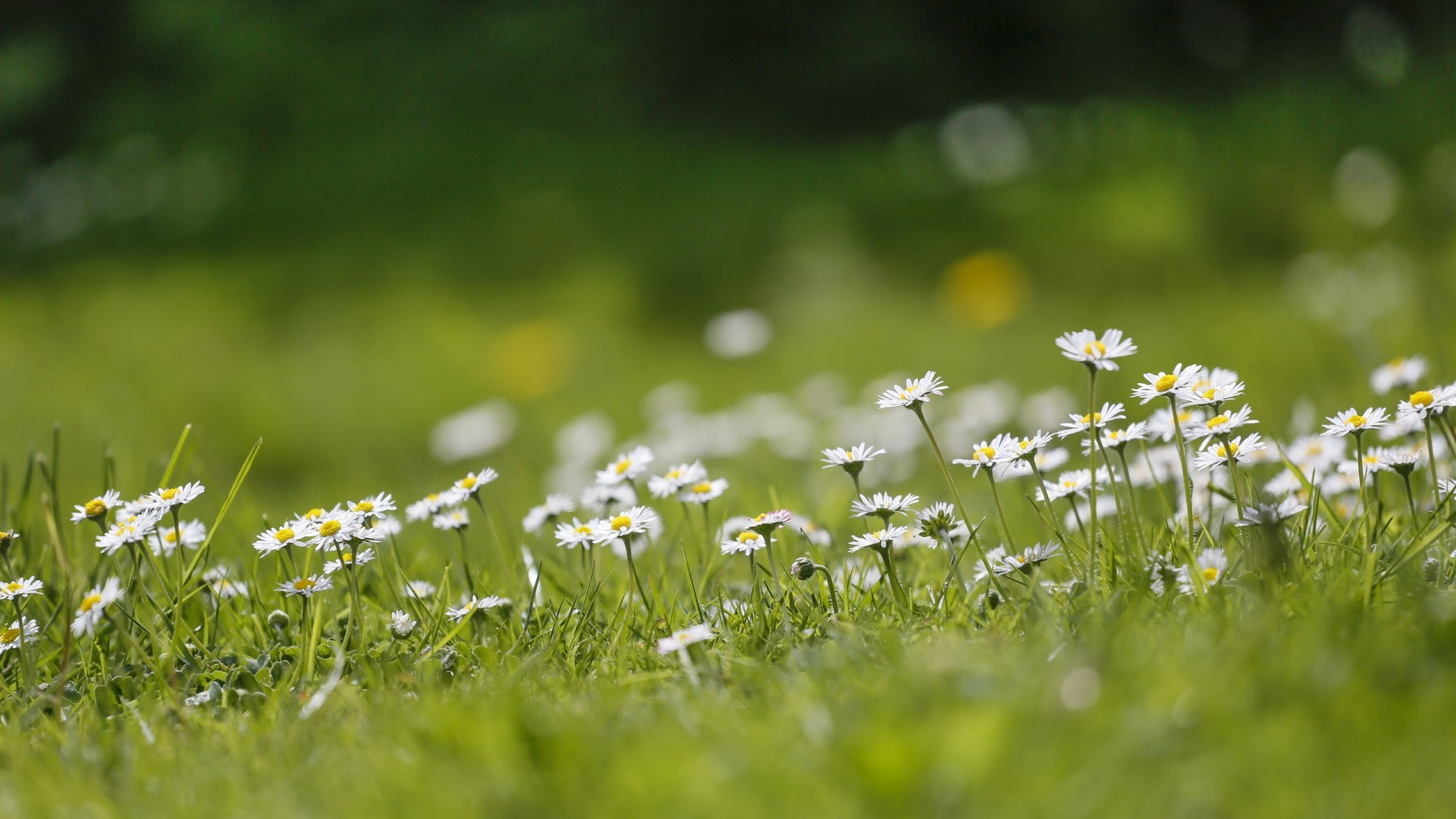 small, vulnerability, outdoors, land, nature, plant, day, fragility, environment, grass, flowers, flowering plant, white flowers, close-up, freshness, selective focus, HD Wallpaper