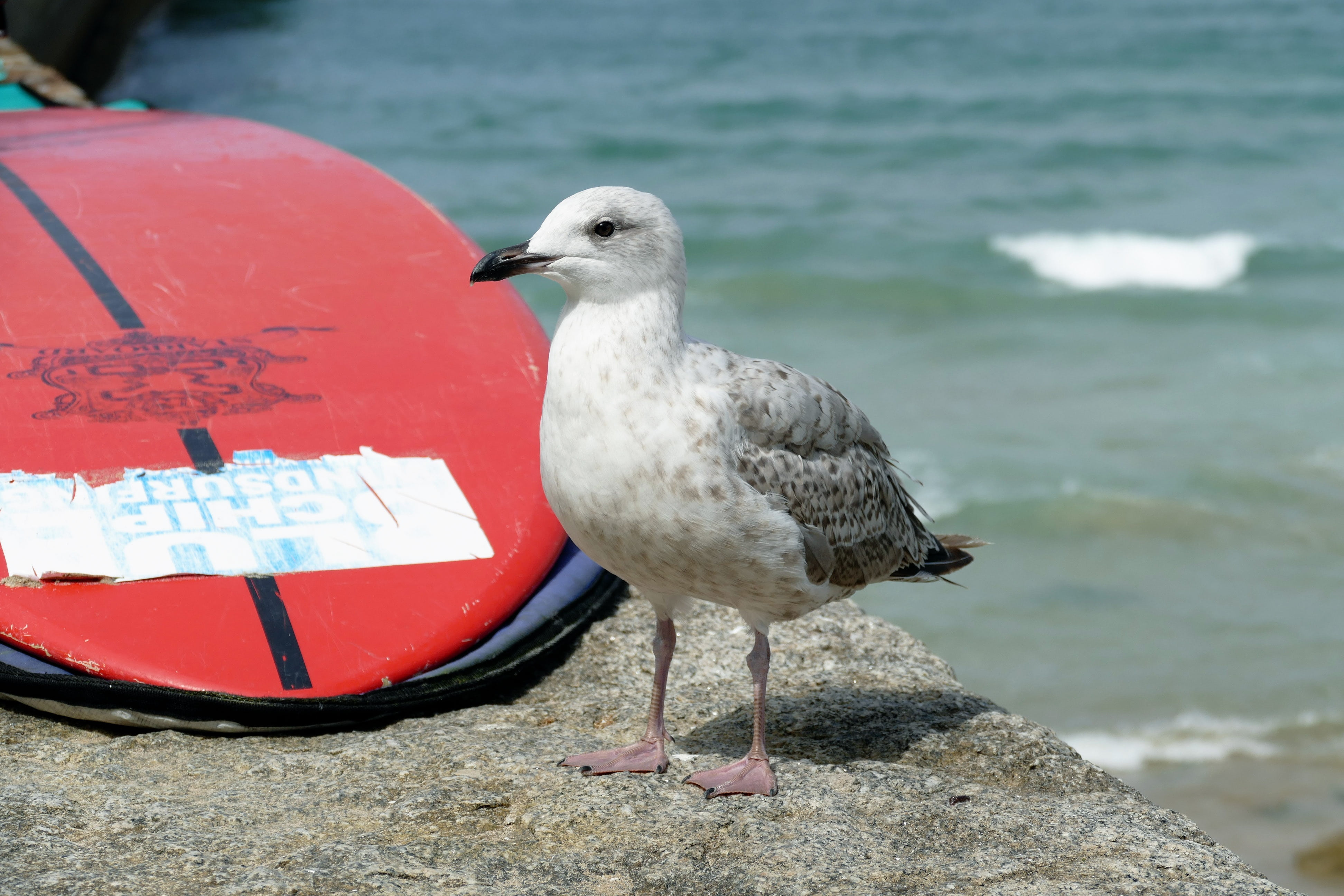 animals in the wild, animal, black, seagull, coast, perching, sea, wildlife, white, one animal, flight, ridibundus, chroicocephalus, gull-billed, no people, HD Wallpaper