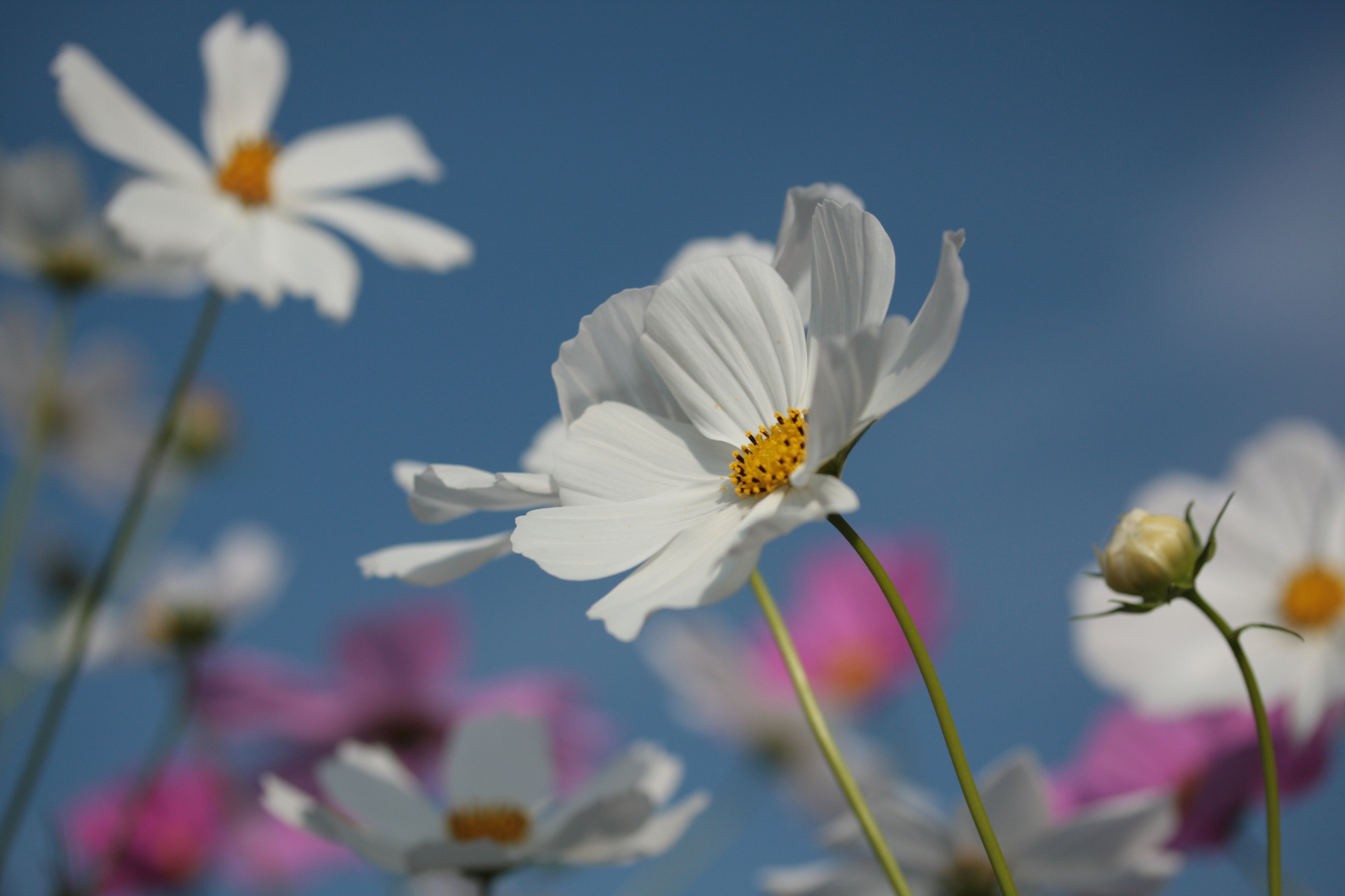 nature, flowers, 4K, matricaria, HD Wallpaper