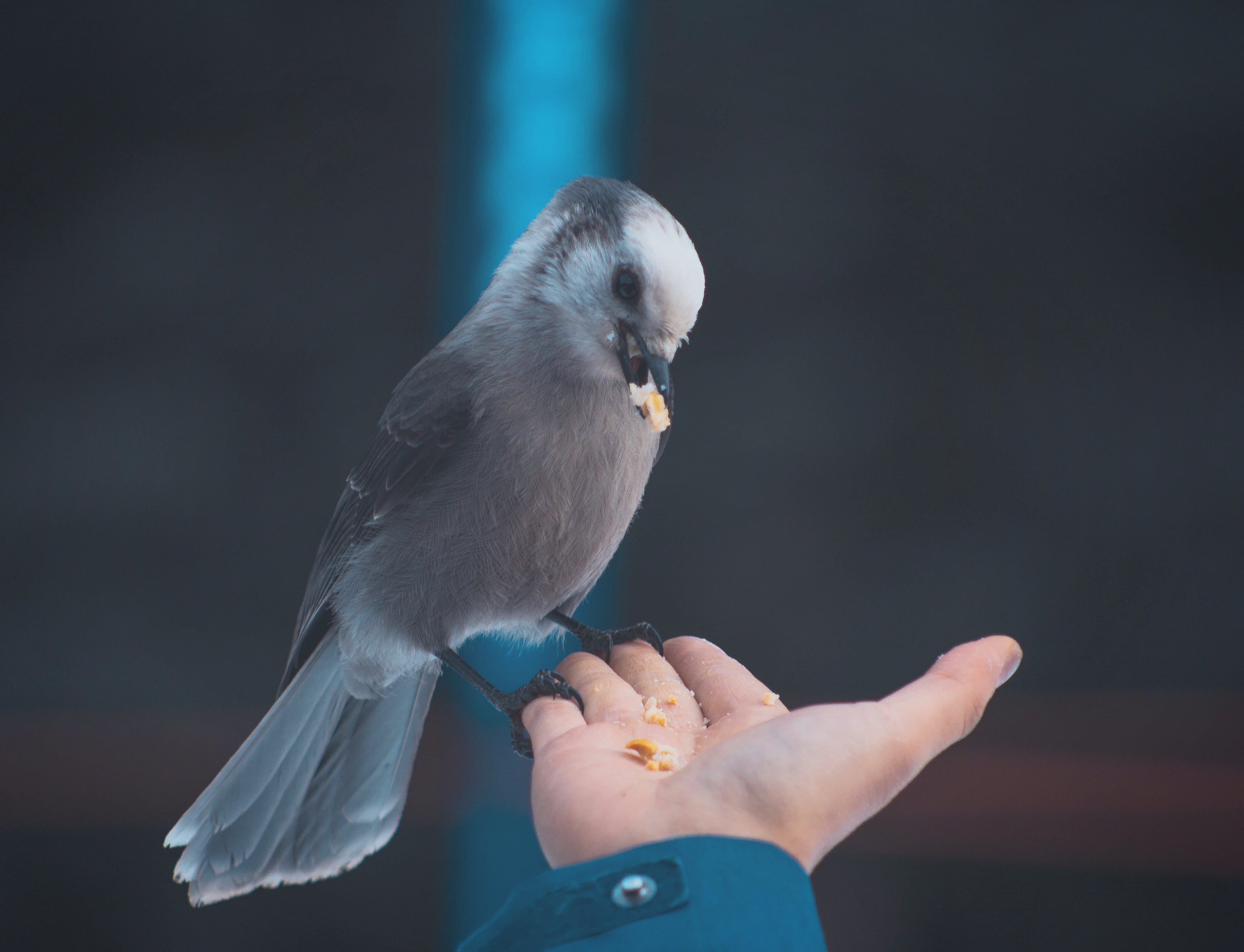 focus on foreground, feeding, human limb, unrecognizable person, real people, one animal, vertebrate, grey, feathers, person, care, holding, one person, HD Wallpaper