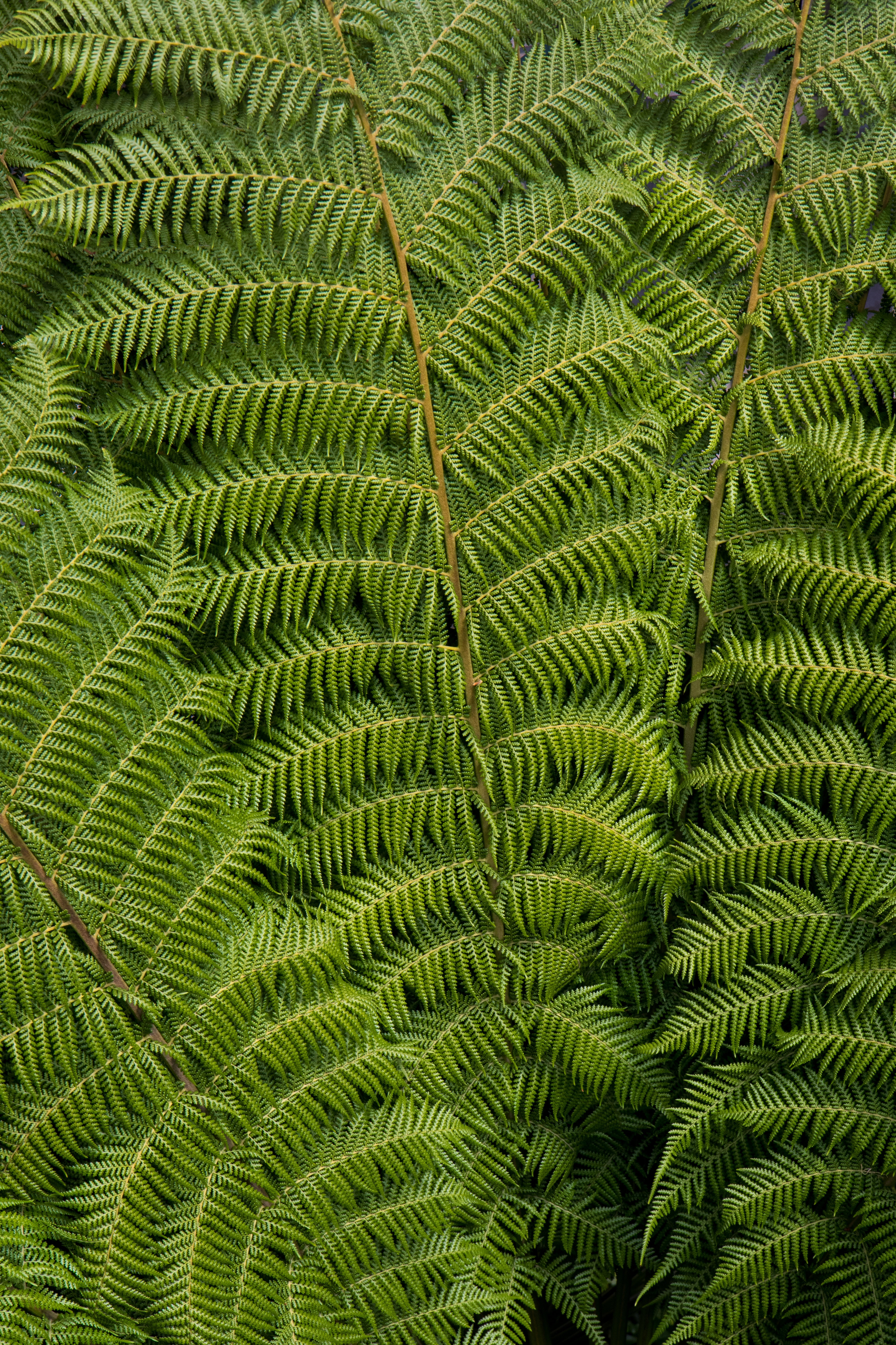 natural pattern, carved, ostrich fern, beauty in nature, close-up, ornate, plant, botany, pattern, lush foliage, no people, leaves, green color, growth, Phone HD Wallpaper