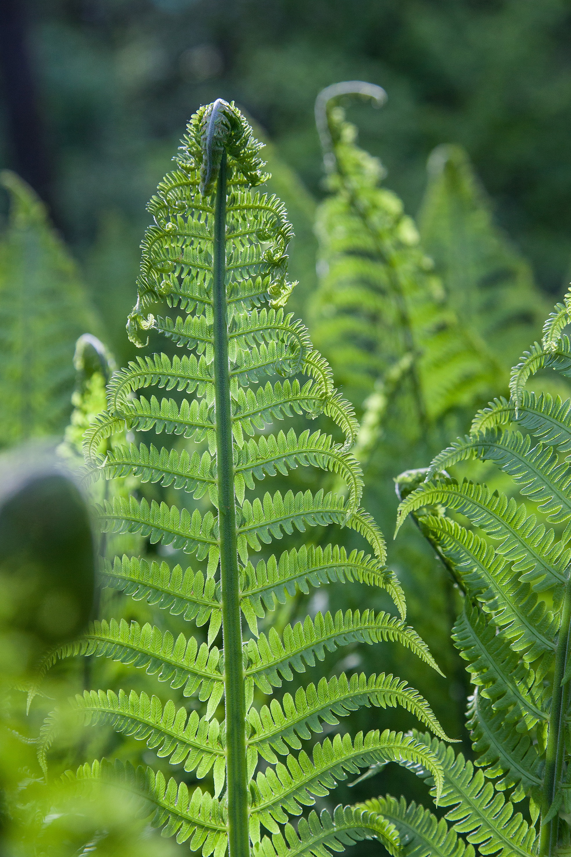 no people, outdoors, selective focus, freshness, edible, green color, close-up, fern, natural pattern, fprest, plant, plant part, tranquility, day, leaves, Phone HD Wallpaper