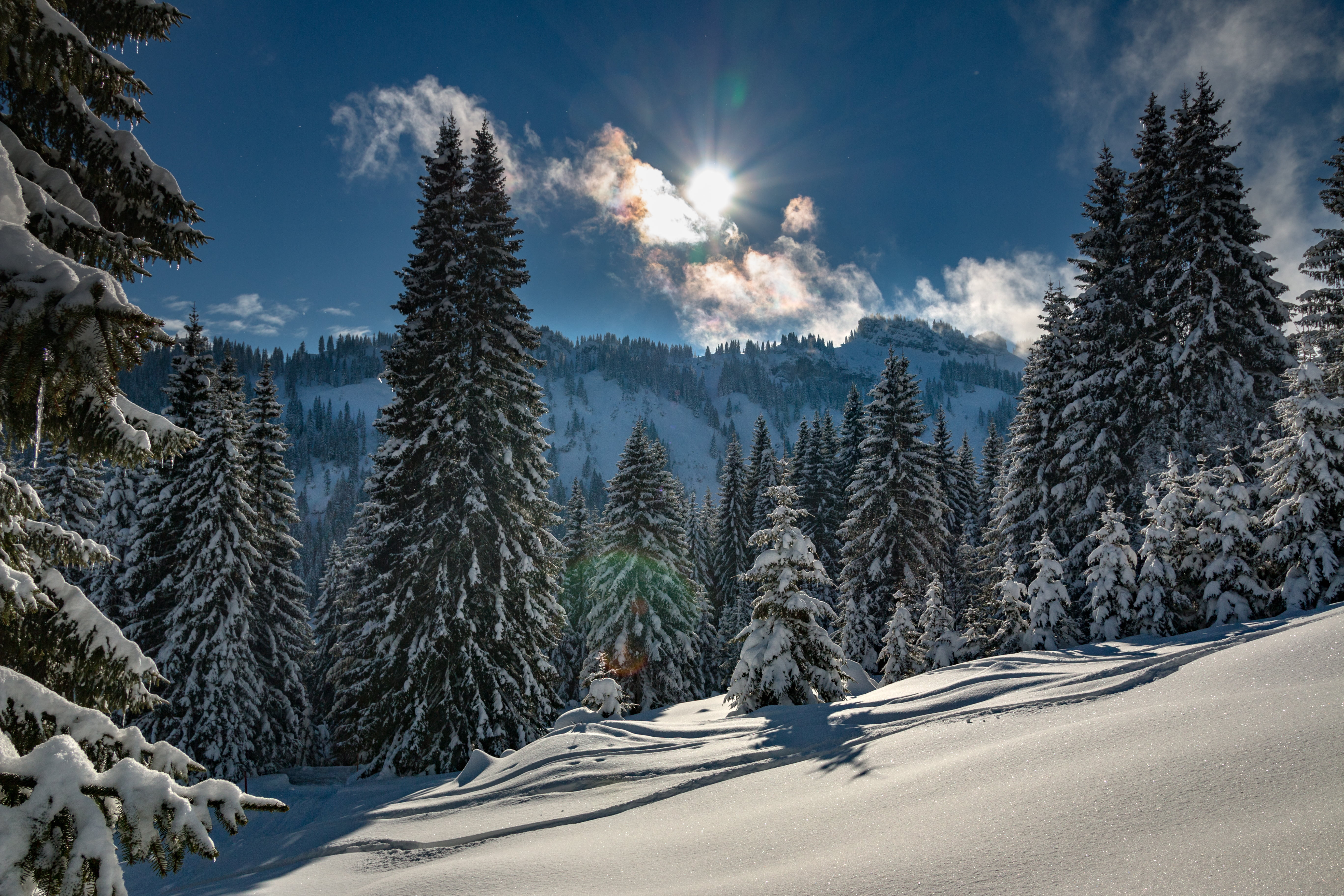 pine trees, Deutschland, 5K, mountain, cold, sky, fir Tree, snow, Bayern, tree, Obermaiselstein, frost, landscape, trees, Oberallgäu, scenics, frozen, HD Wallpaper
