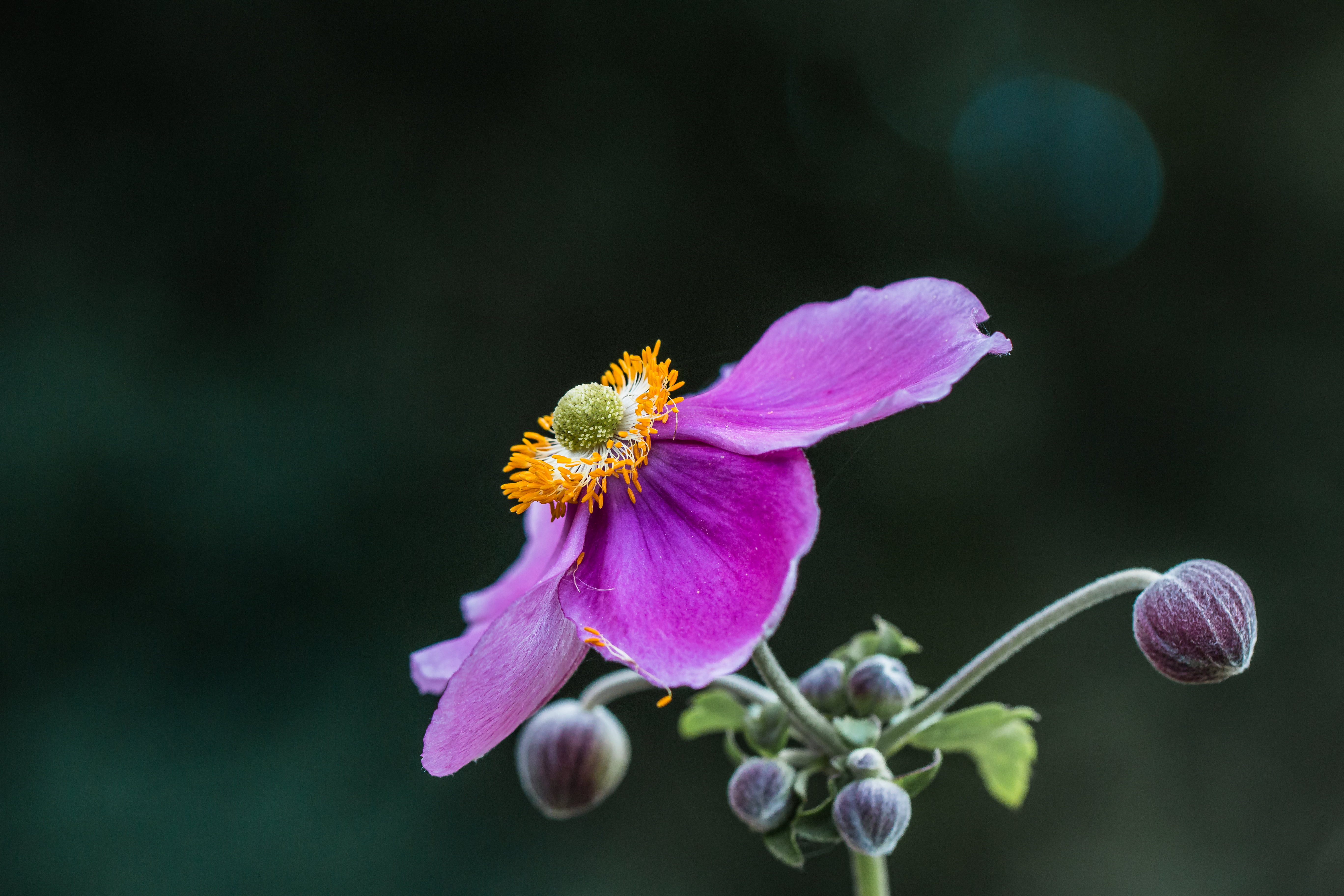 Dreams, blossom, 5K, shot, f/2, bloom, Nahaufnahme, Nature, amazing, flora, Fantastic, USM, perspective, canon  EOS  70D, photography, detail, flower, HD Wallpaper