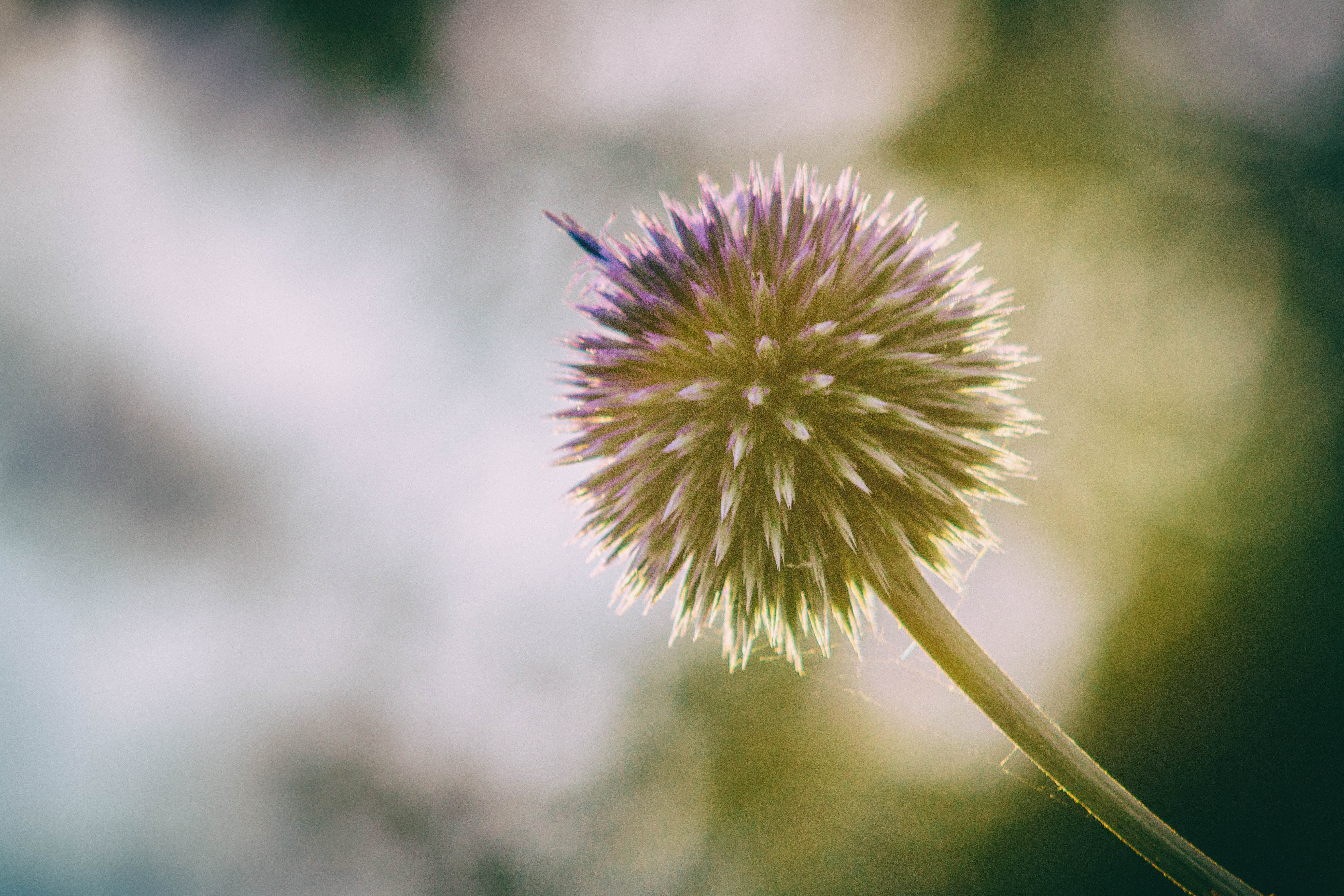 bokeh, Sun  green, green, 5K, nature, macro, flower, green and purple, nik, summer, filters, canon  eos  70d, plant, dandelion, thistle, closeup, purple, HD Wallpaper