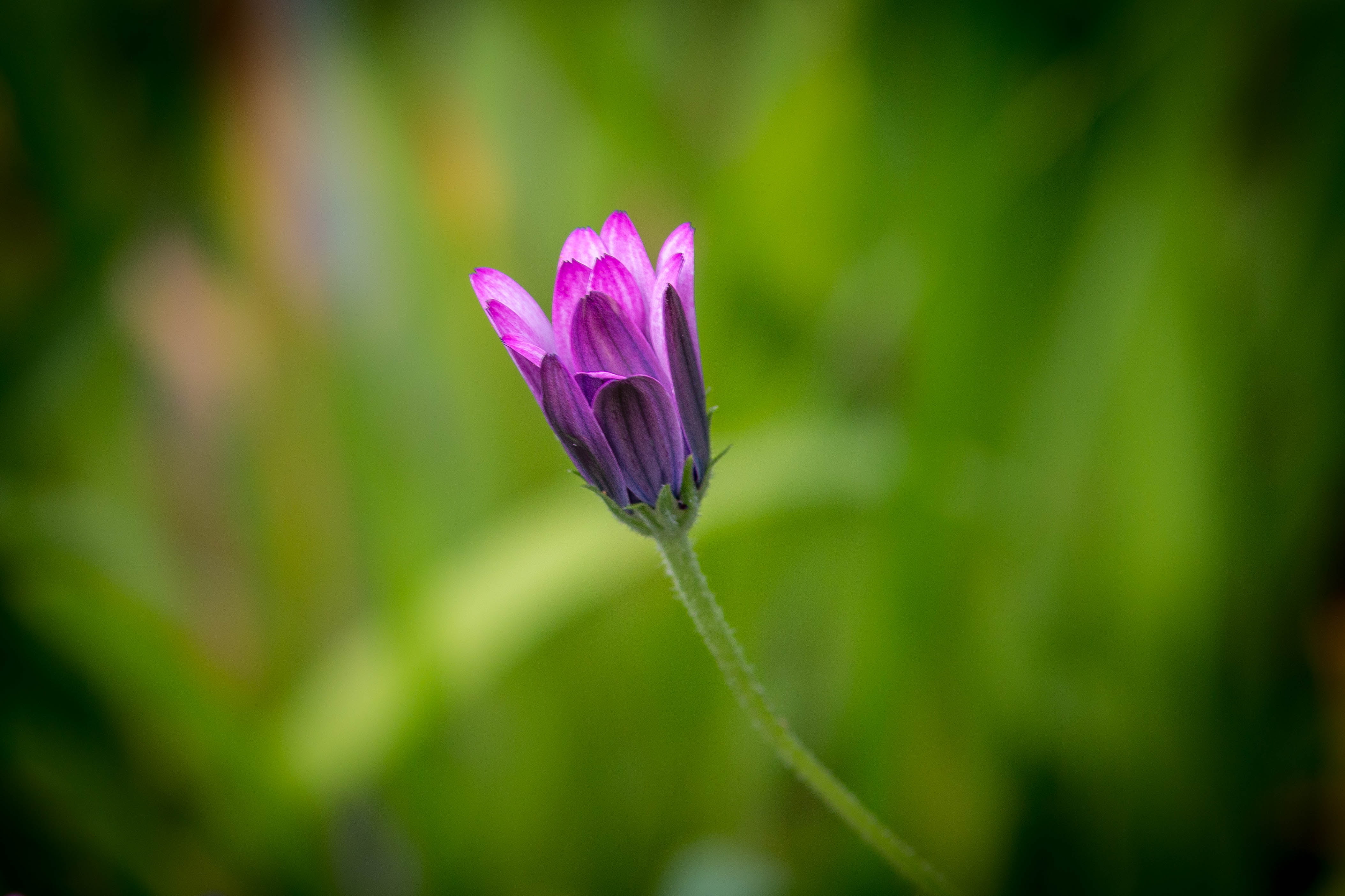 turn to, petal, beauty In Nature, 4K, petals, Photo Opportunity, daytime, close-up, plant, nature, turn, flower, petaled, canon  eos  70d, Budding, summer, HD Wallpaper