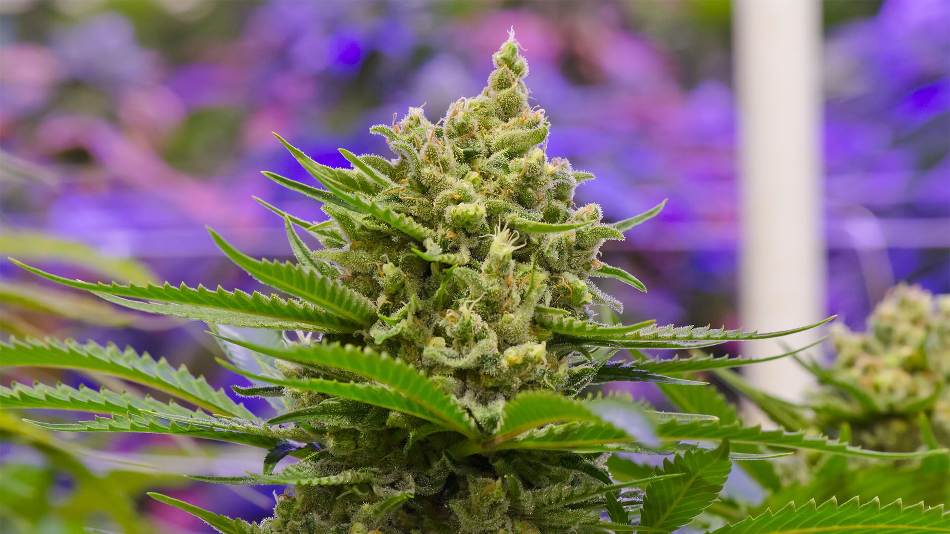 weed, 1080P, 420, marijuana, cannabis, HD Wallpaper