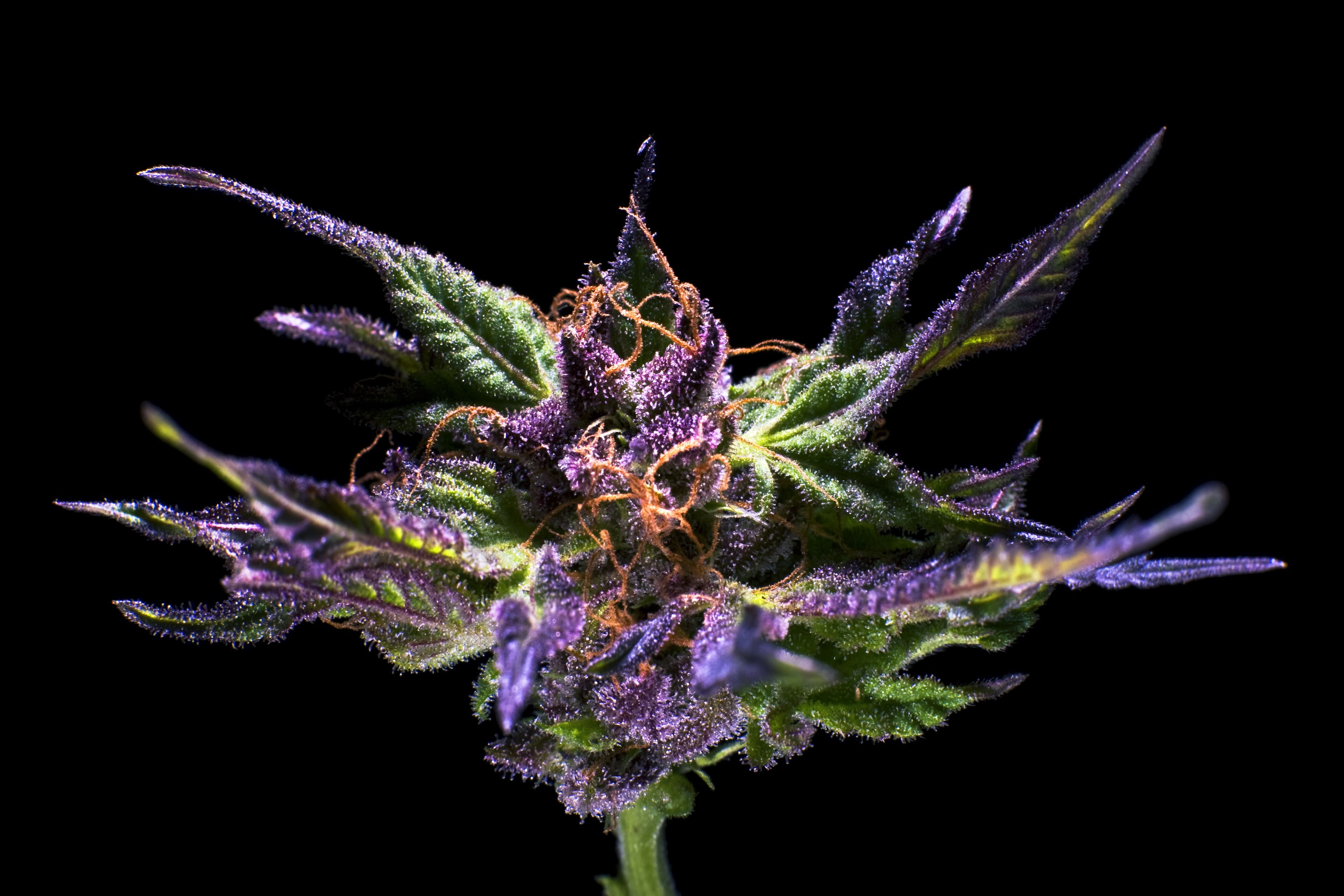 cannabis, marijuana, 2K, weed, 420, HD Wallpaper