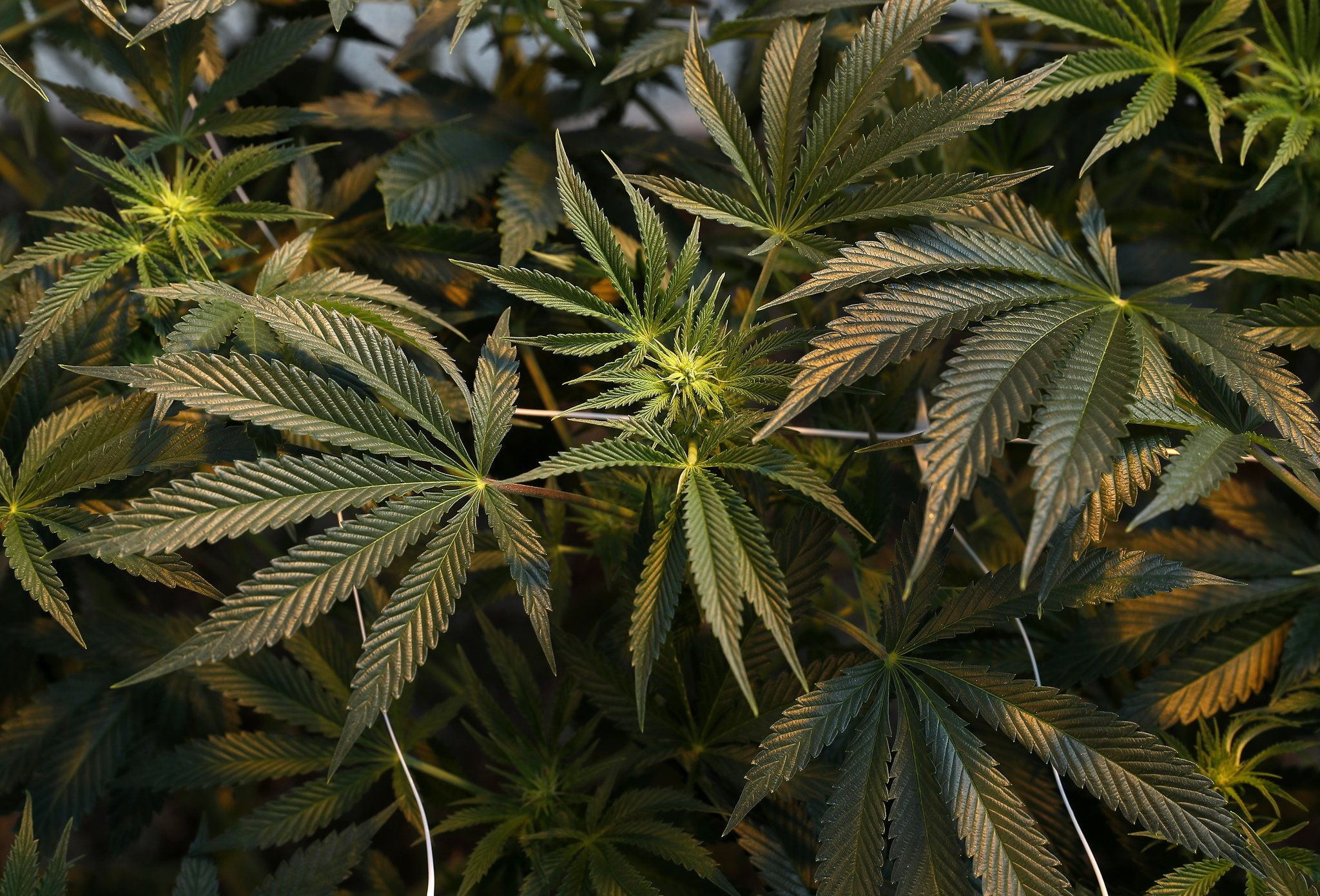cannabis, marijuana, weed, 420, 1080P, HD Wallpaper