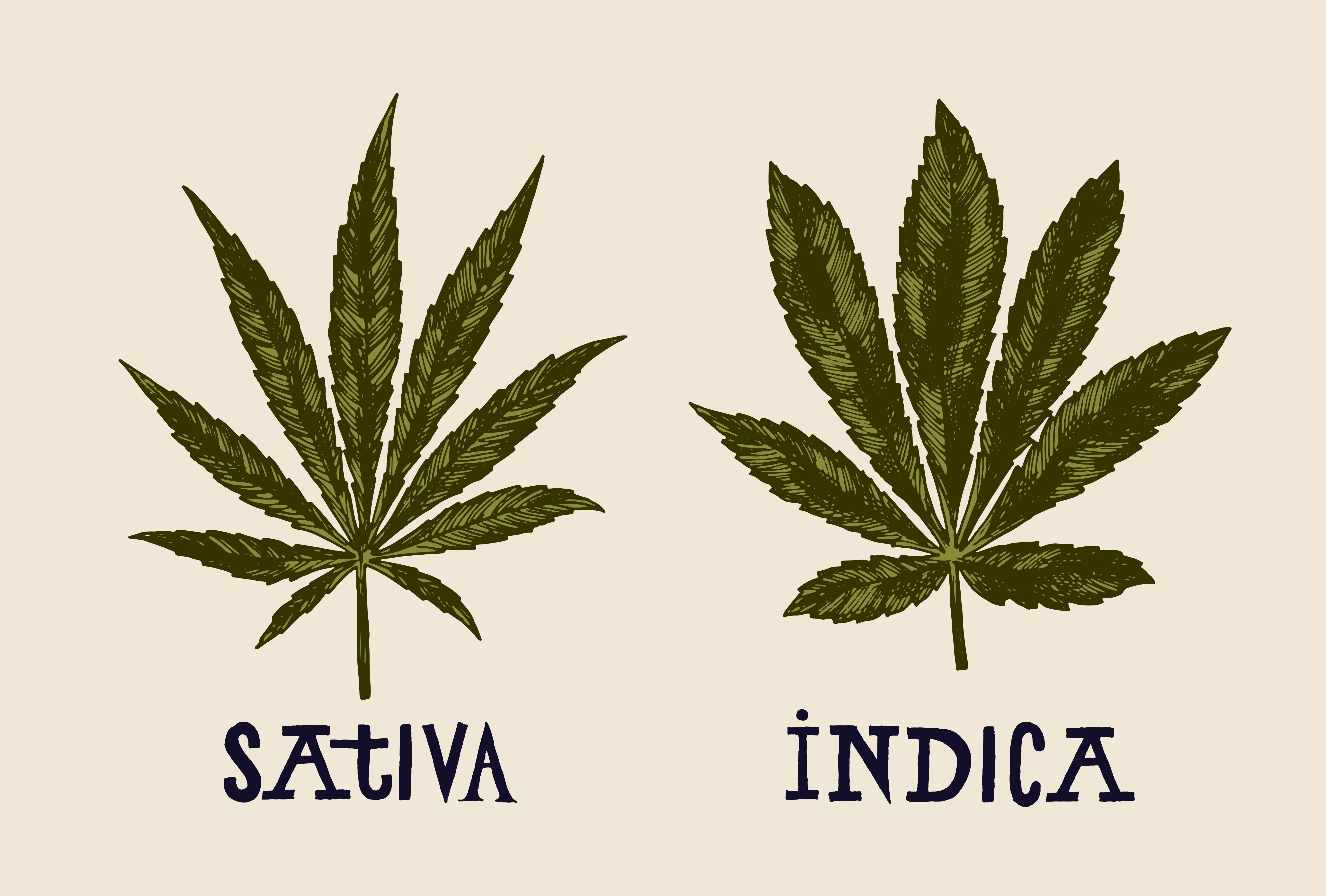 cannabis, weed, marijuana, 5K, 420, HD Wallpaper