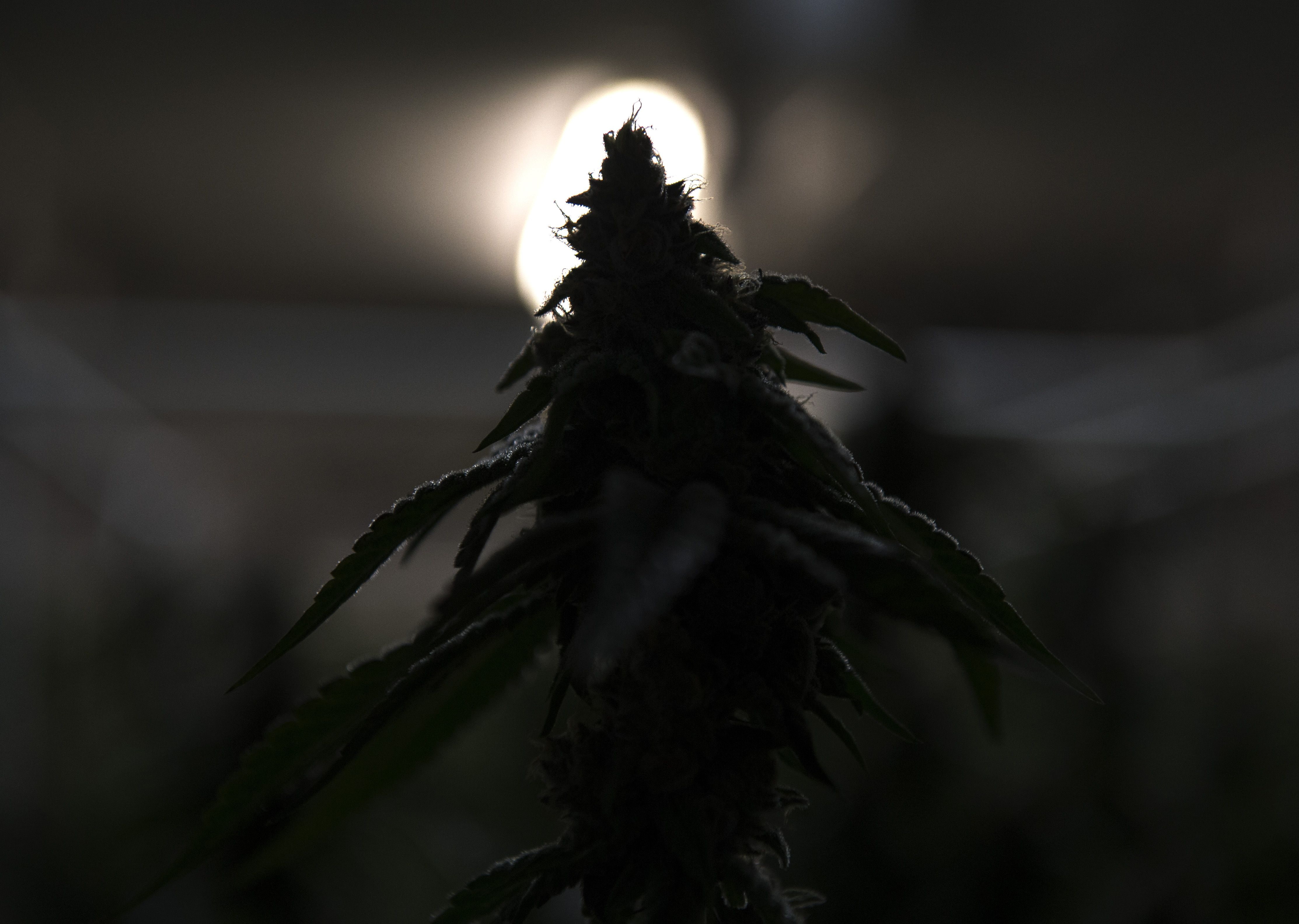 weed, marijuana, 4K, cannabis, 420, HD Wallpaper