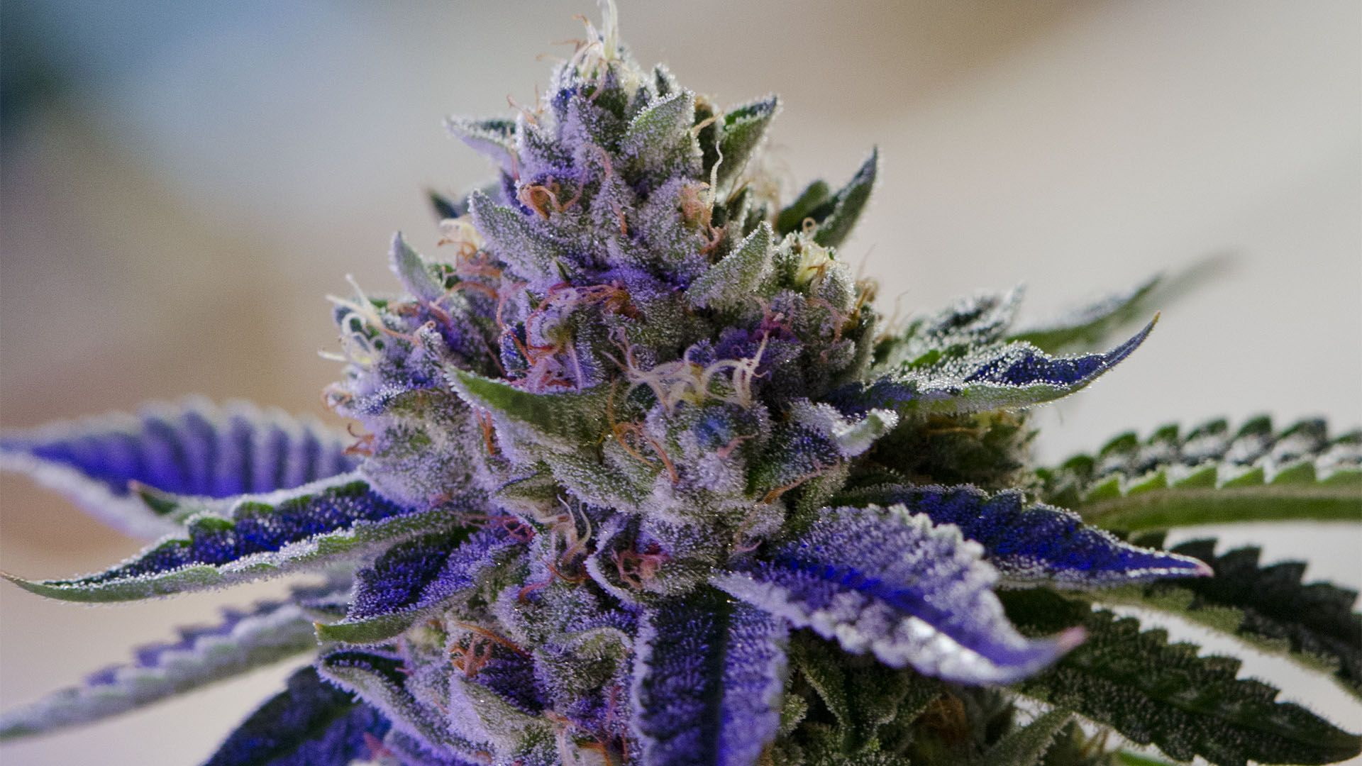 cannabis, 420, 1080P, weed, marijuana, HD Wallpaper