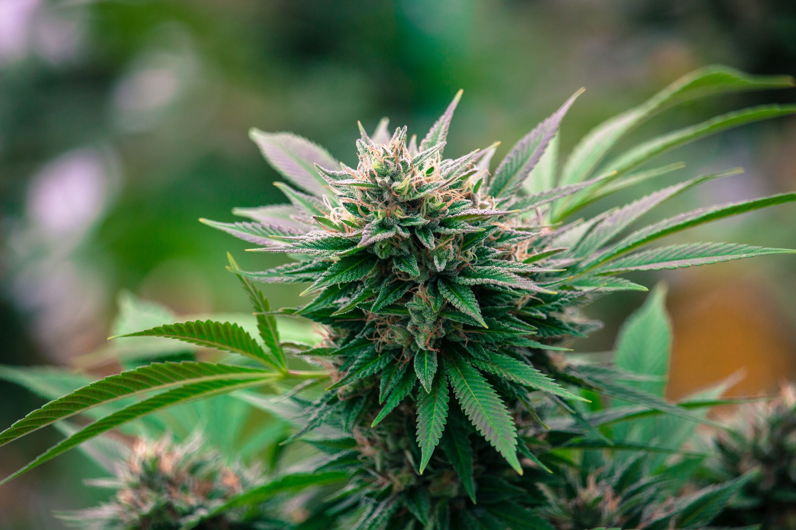 marijuana, cannabis, 2K, 420, weed, HD Wallpaper