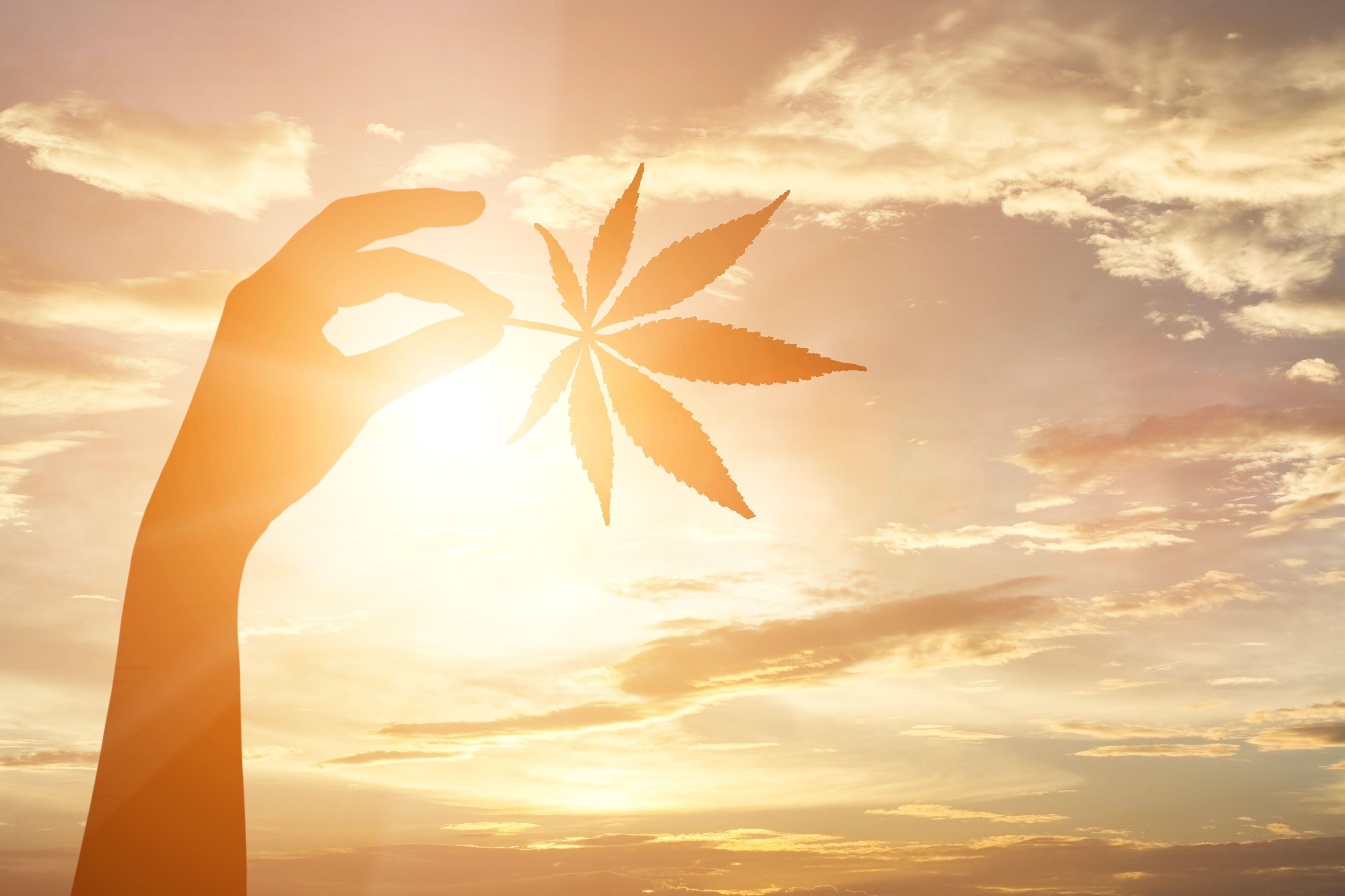 5K, 420, cannabis, marijuana, weed, HD Wallpaper