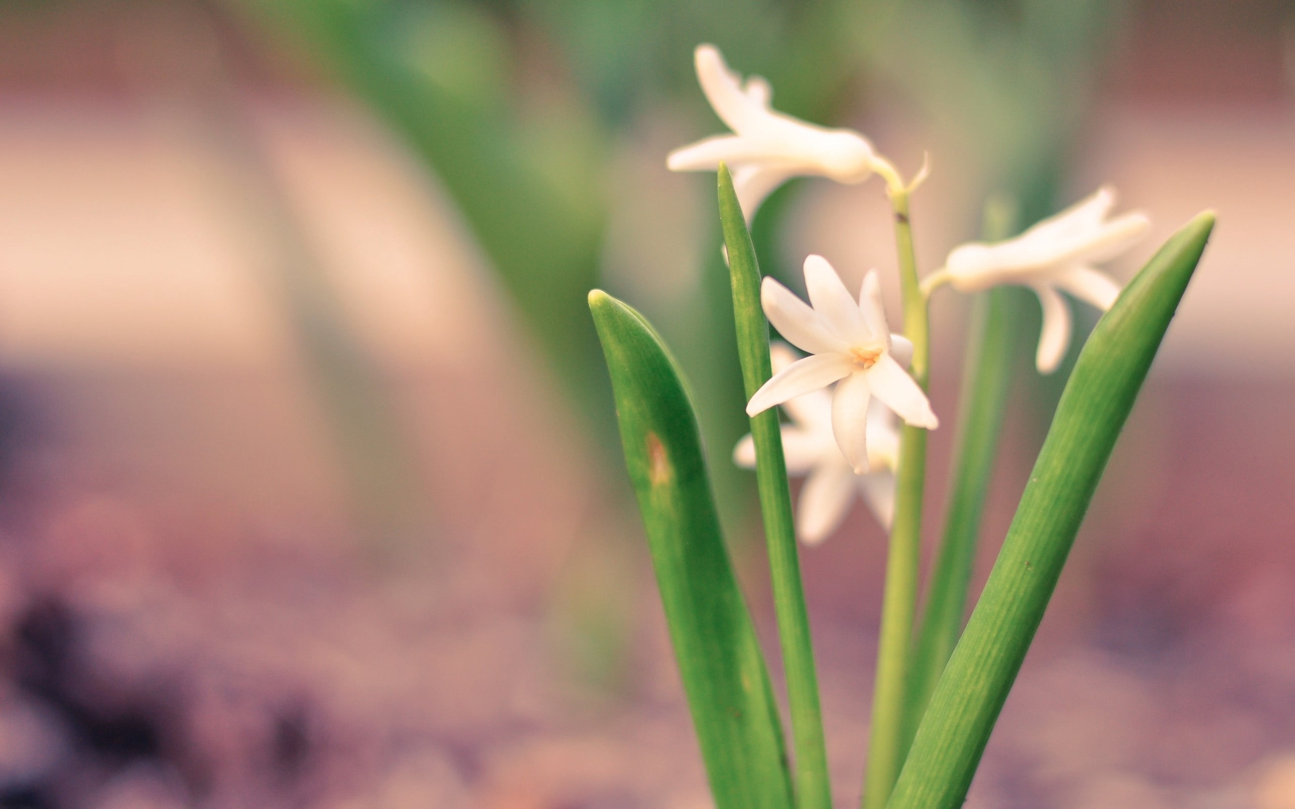 flowering plant, green color, freshness, stems, close-up, flower, petals, leaf, plant part, petal, flower head, no people, day, inflorescence, flowers, HD Wallpaper