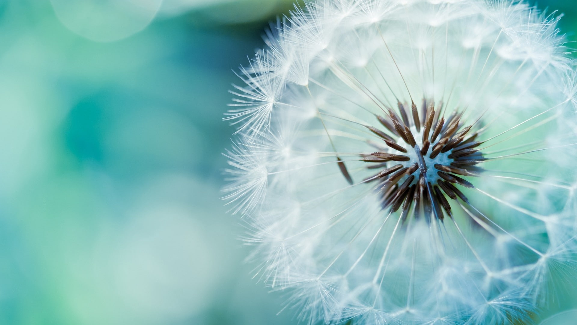 stem, fluff, flower, dandelion, 1080P, HD Wallpaper