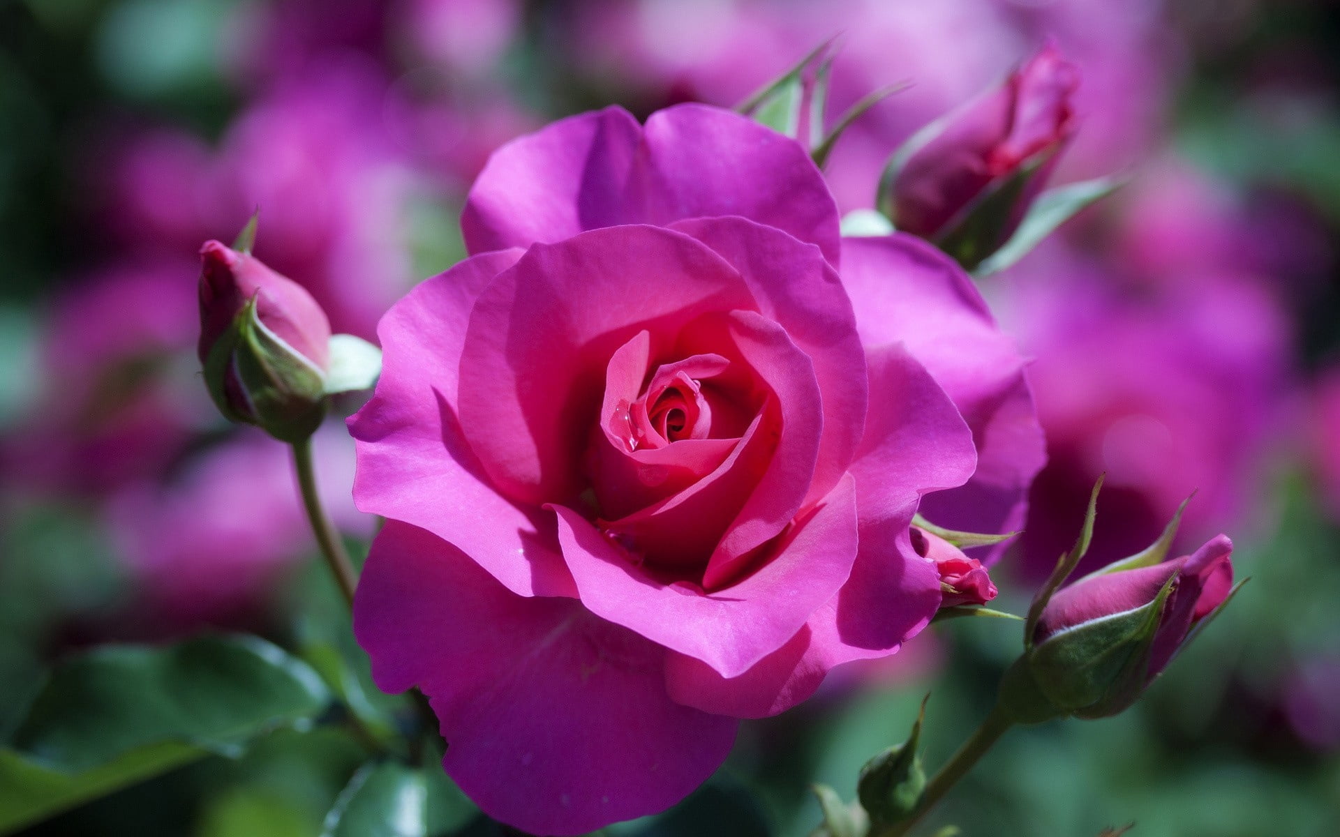 flower, growth, beauty In Nature, day, leaf, focus on foreground, flowering plant, single Flower, red, stem, 1080P, petal, plant, purple, bud, rose, rose - Flower, HD Wallpaper