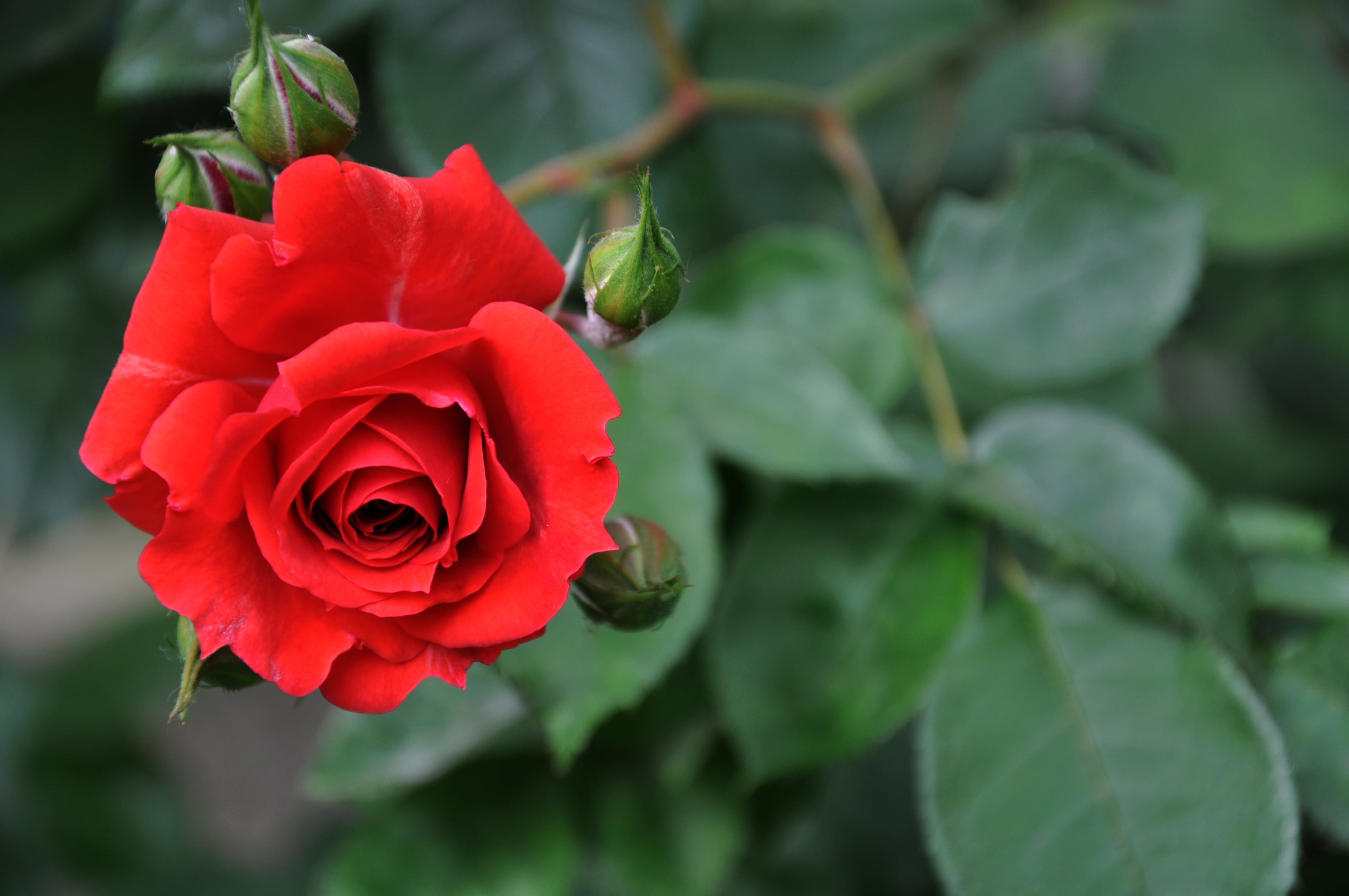 red, growth, gift, fragility, focus on foreground, freshness, macro, backgrounds, day, love, flower, bouquet, no people, stems, green color, petal, plant part, HD Wallpaper