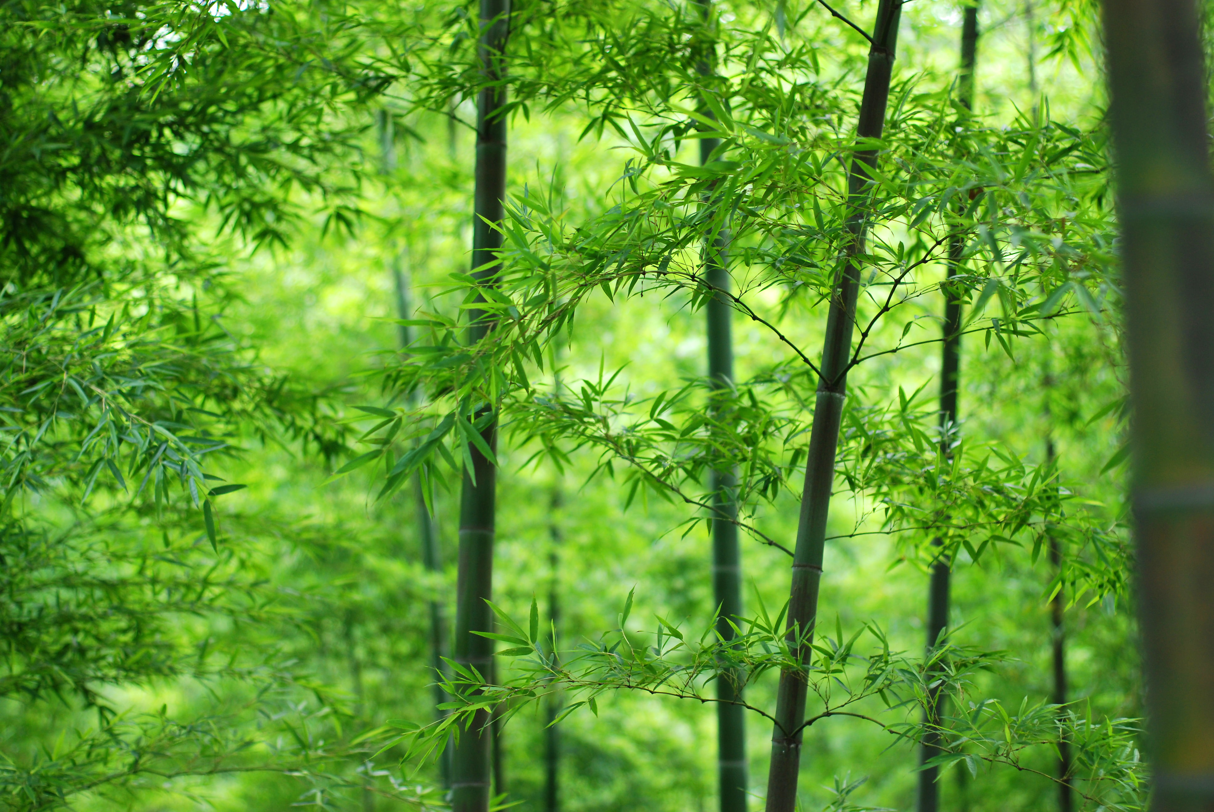 stem, leaves, wood, 4K, bamboo, HD Wallpaper