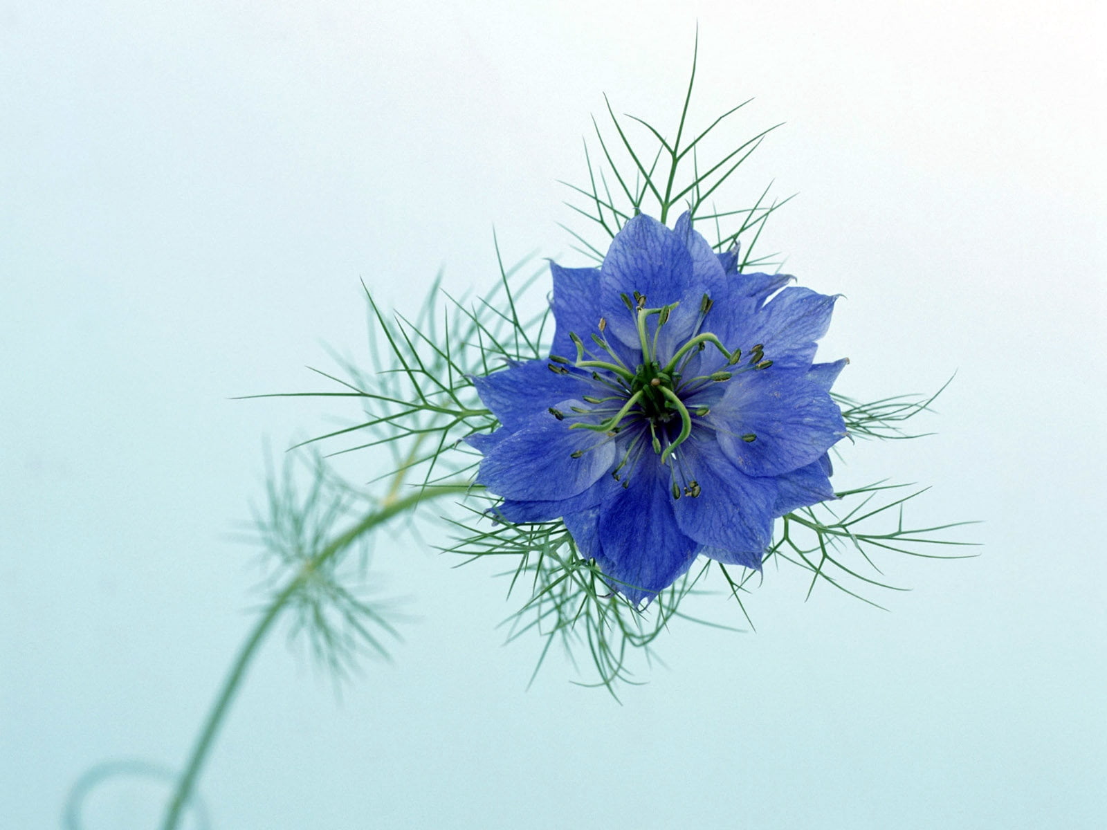 freshness, green Color, flower, close-up, nature, flower Head, no People, flower arrangement, inflorescence, 720P, petal, vulnerability, macro, single Flower, HD Wallpaper