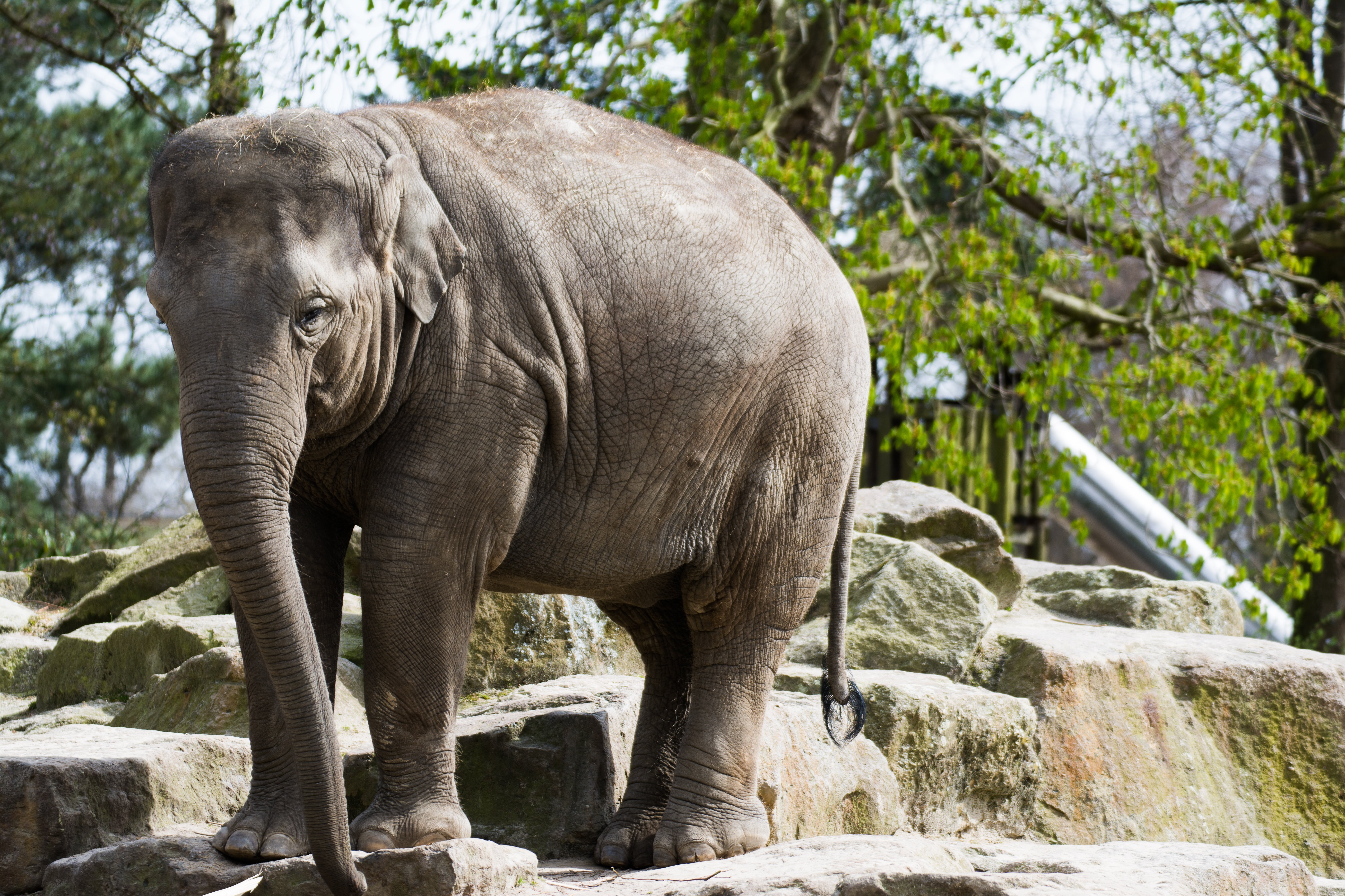 mammal, animal themes, 5K, solid, rock, day, outdoors, herbivorous, animal, zoo emmen, cute, standing, nature, rock - object, vertebrate, elephant, animals in the wild, HD Wallpaper