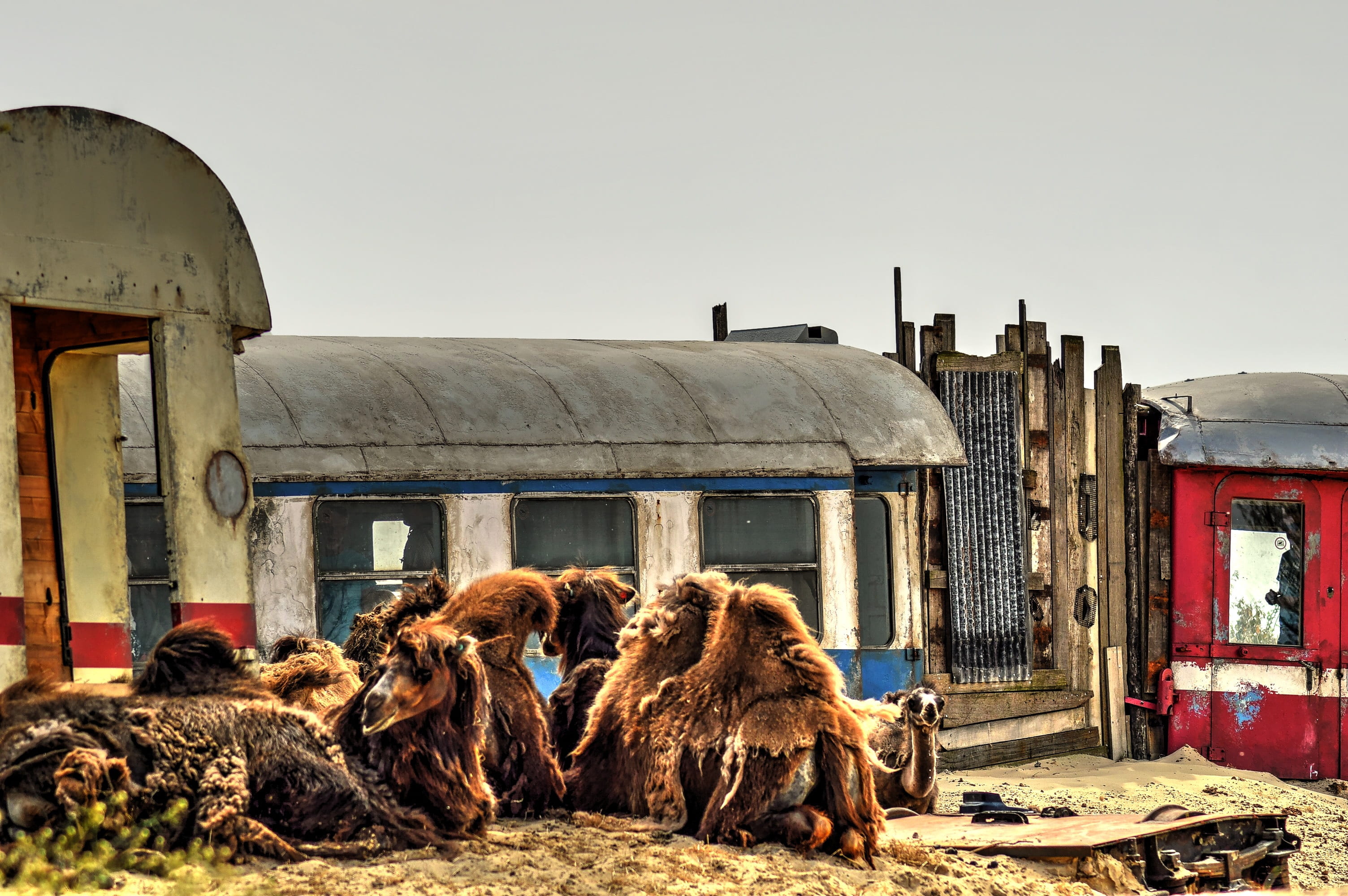 day, pets, building exterior, old, mammal, animal, emmen, damaged, history, built structure, domestic animals, clear sky, sky, desert, livestock, ruined, HD Wallpaper