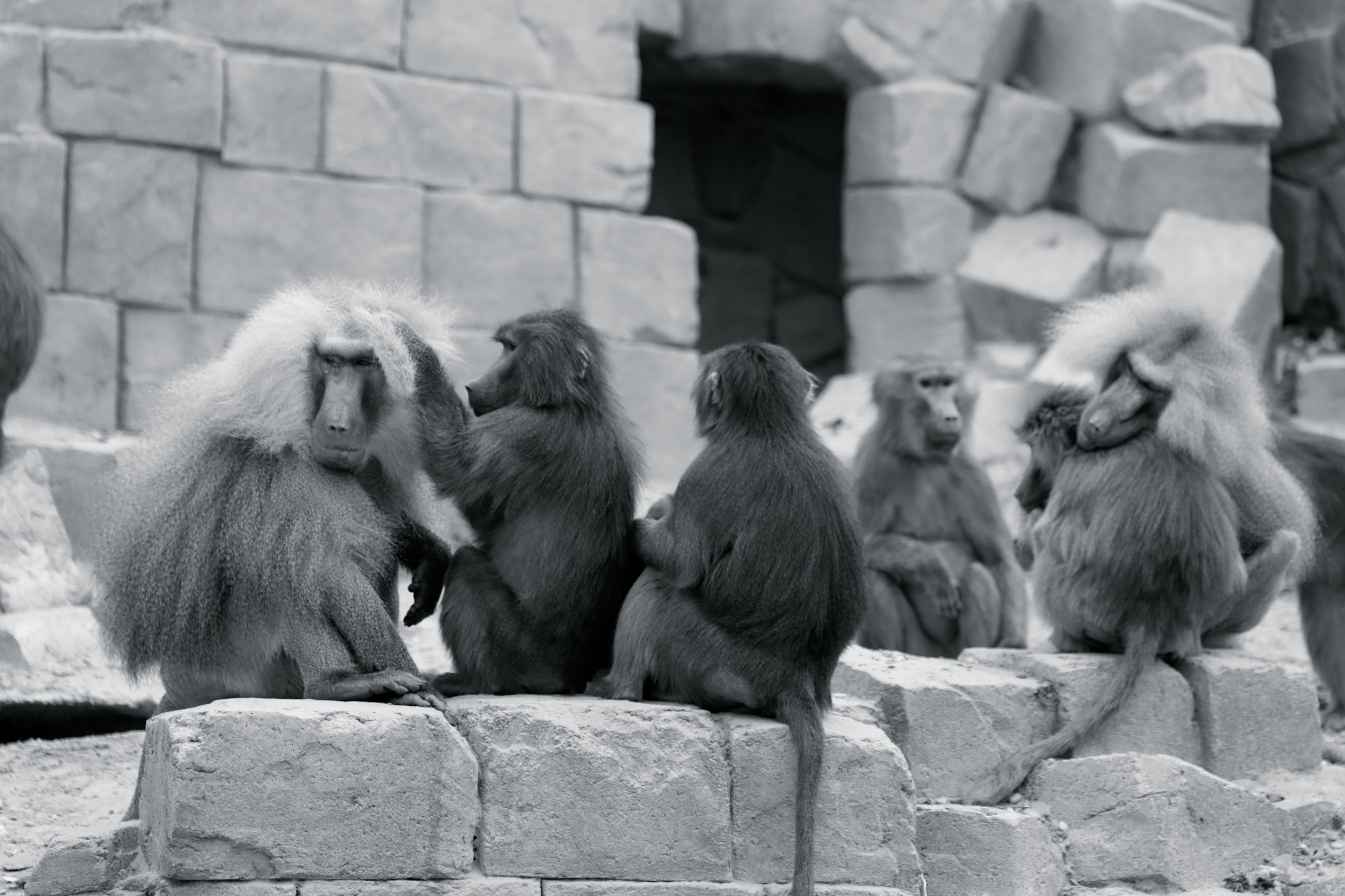 solid, group of animals, architecture, wall, vertebrate, sitting, focus on foreground, animals in the wild, emmen, outdoors, rock, mammal, rock - object, HD Wallpaper