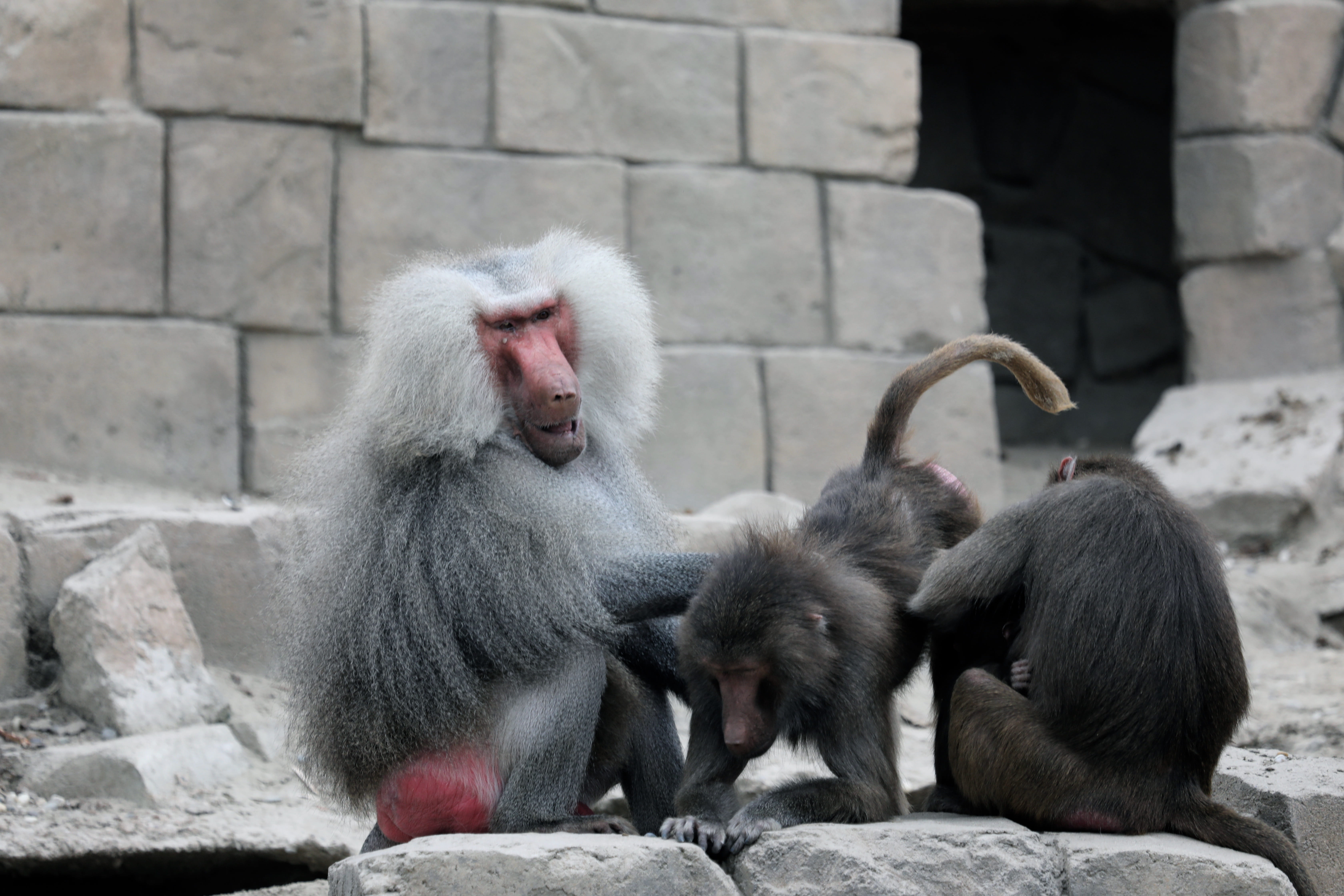 no people, animal wildlife, monkey, stone wall, mammal, outdoors, primate, solid, netherlands, animal, animals in the wild, emmen, vertebrate, care, zoo, HD Wallpaper