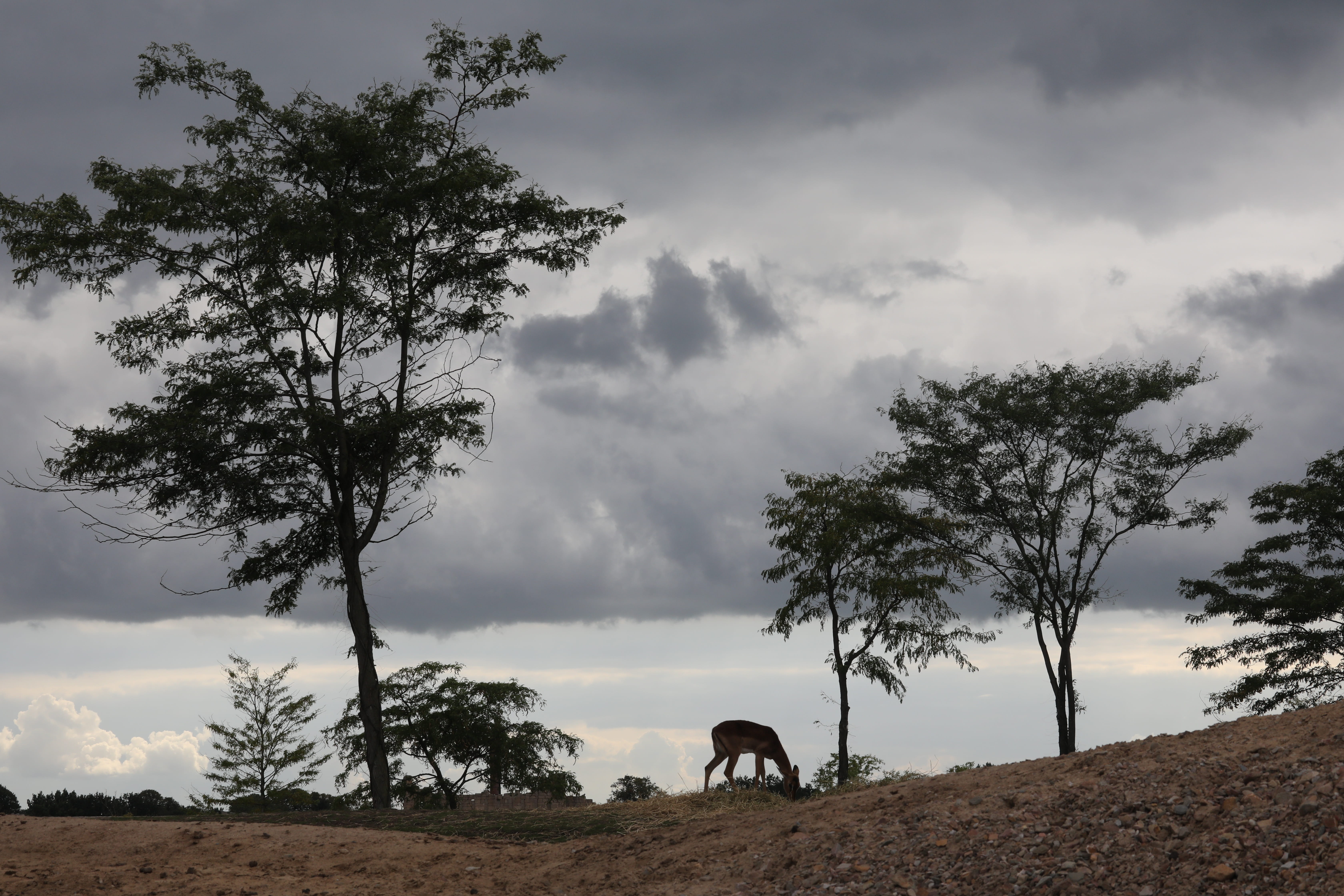 vertebrate, pets, domestic, nature, forest, animal world, herbivorous, one animal, land, netherlands, cloud - sky, environment, outdoors, wild, evening, HD Wallpaper