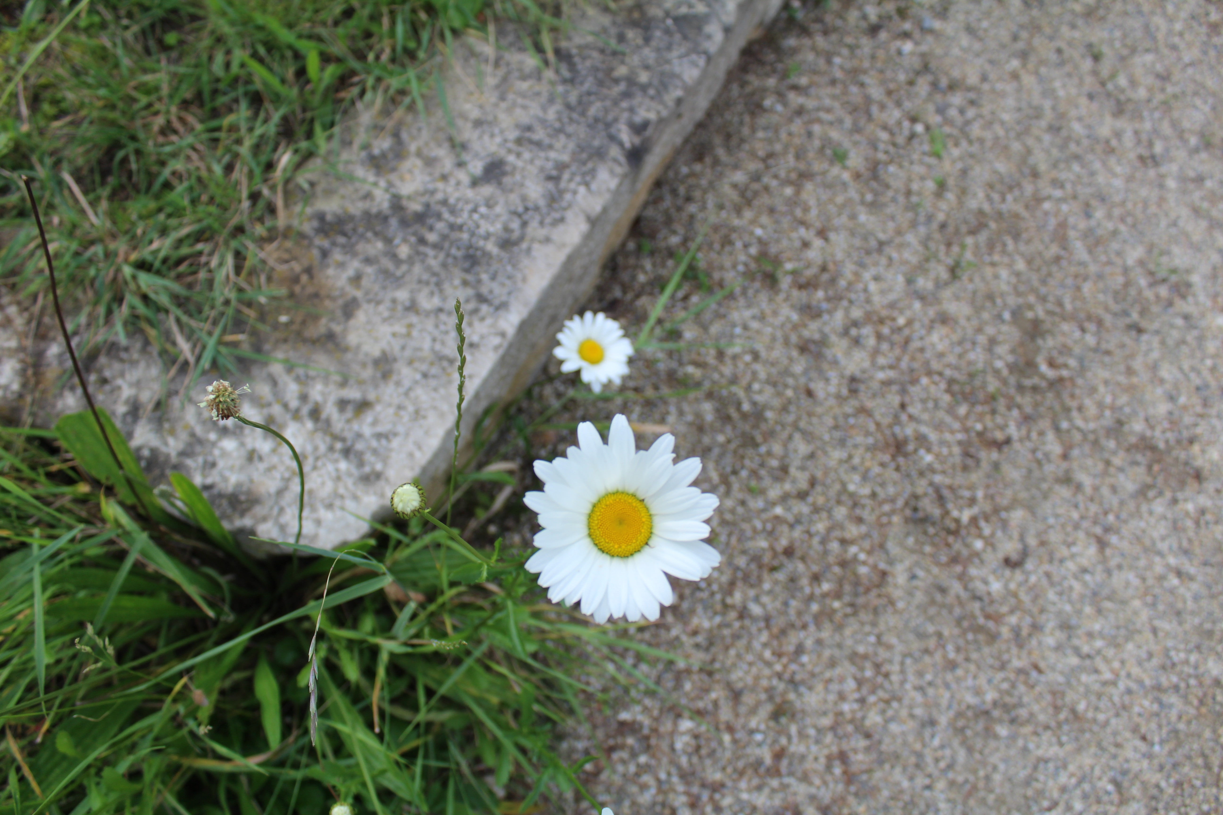 growth, petal, outdoors, no people, beauty in nature, flowers, nature, daisy, inflorescence, flower, pollen, fragility, land, plant, white color, close-up, HD Wallpaper