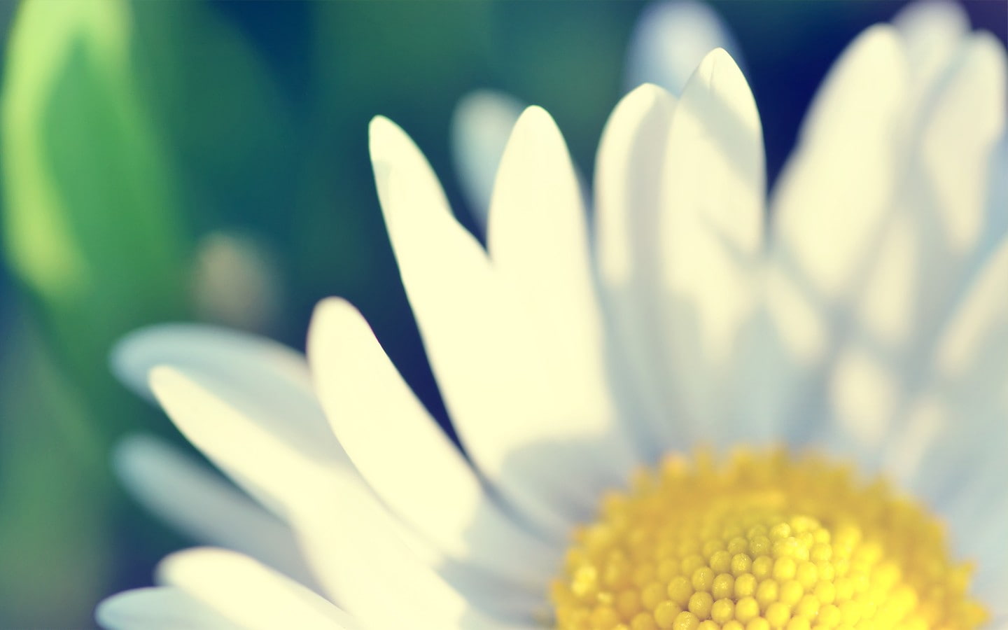 green, yellow, white, matricaria, 720P, flowers, HD Wallpaper