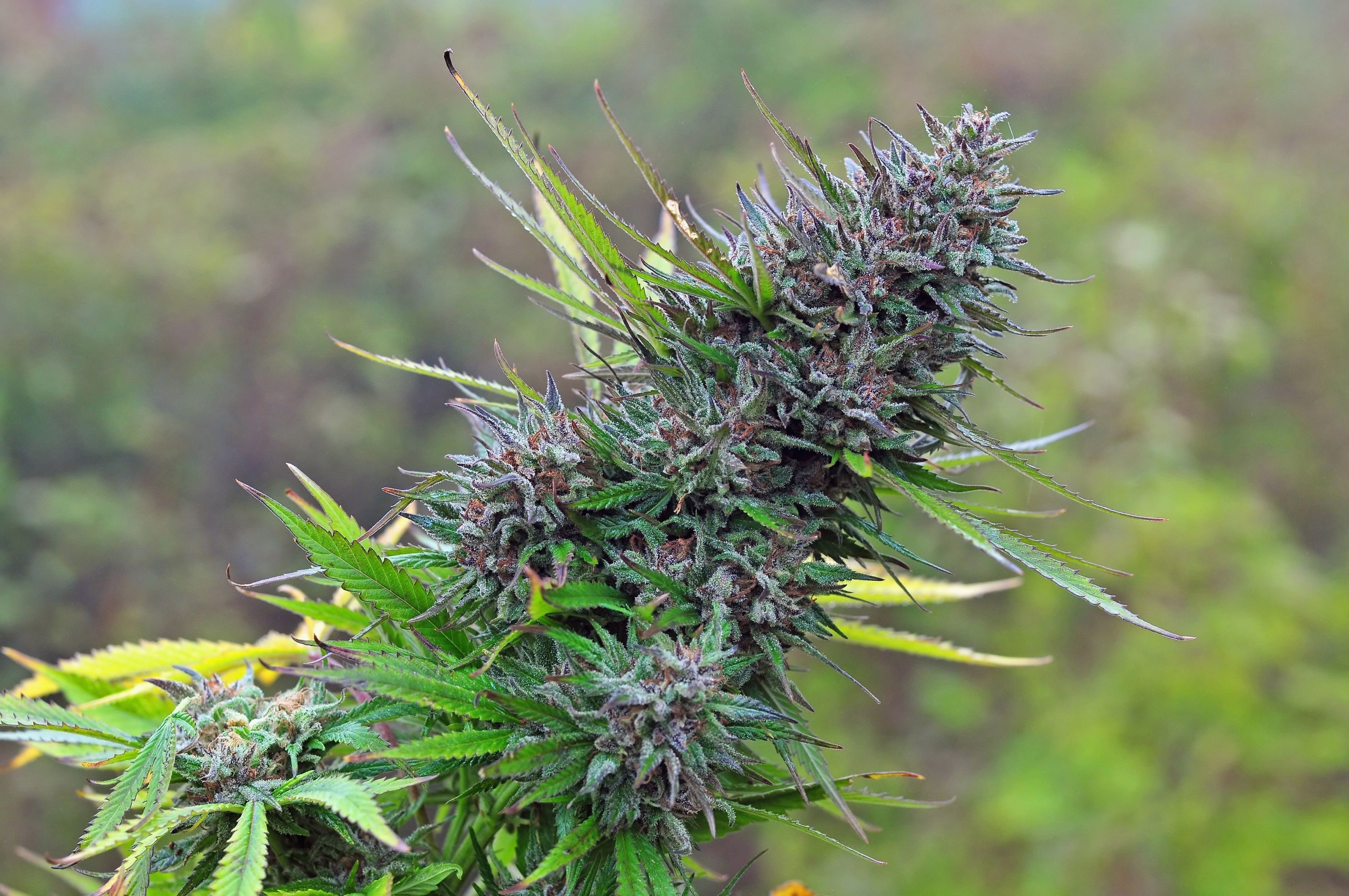 2K, weed, 420, cannabis, marijuana, HD Wallpaper