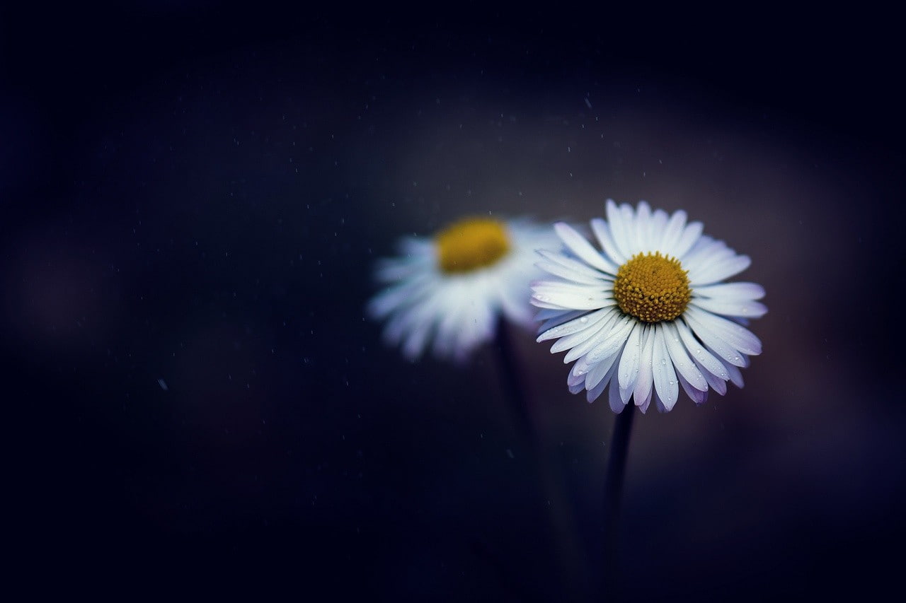 daisies, 720P, white flowers, depth of field, matricaria, flowers, HD Wallpaper