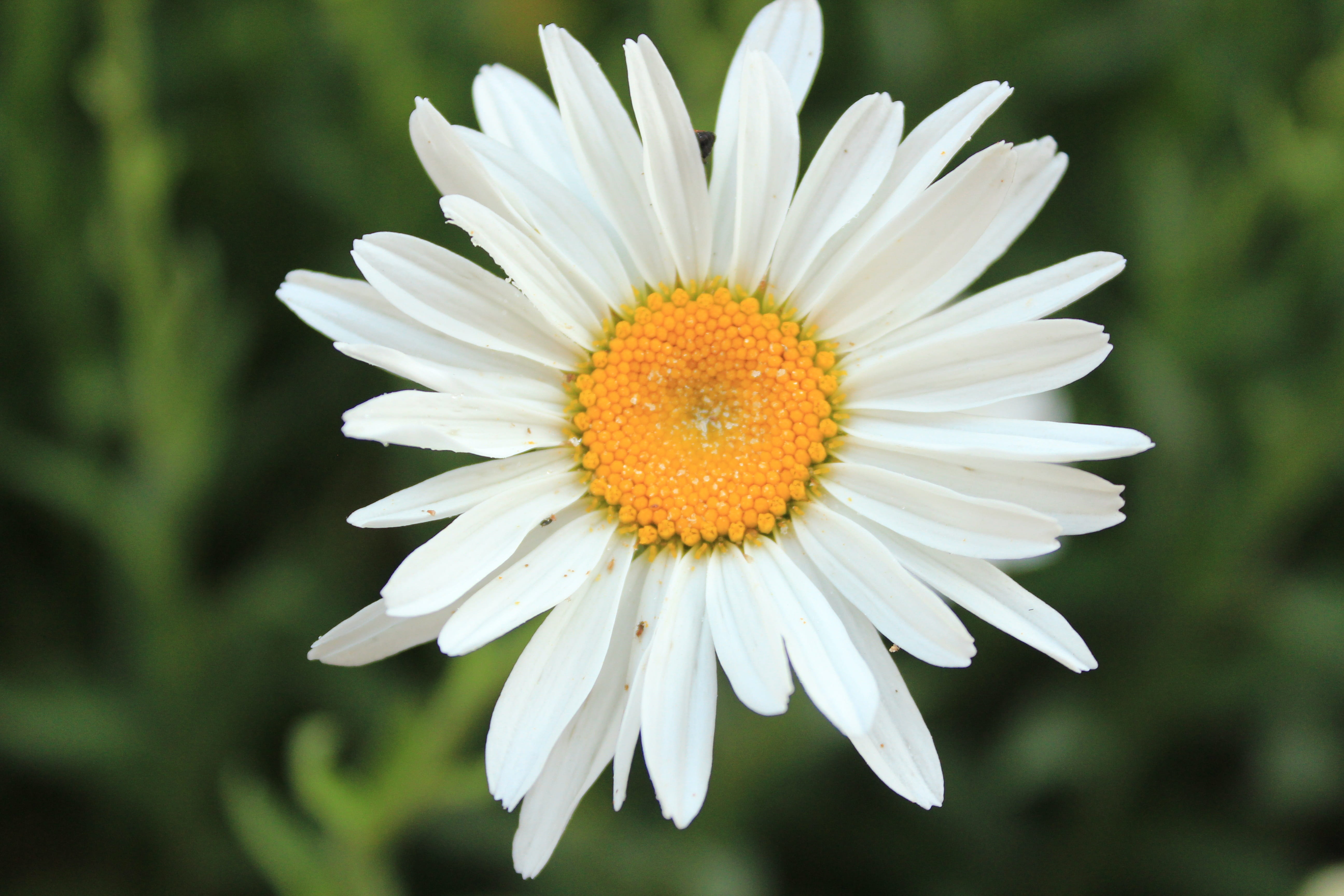Daisy, focus on foreground, flowering plant, outdoors, petal, nature, vulnerability, flower head, freshness, day, Matricaria Chamomilla, no people, white color, HD Wallpaper