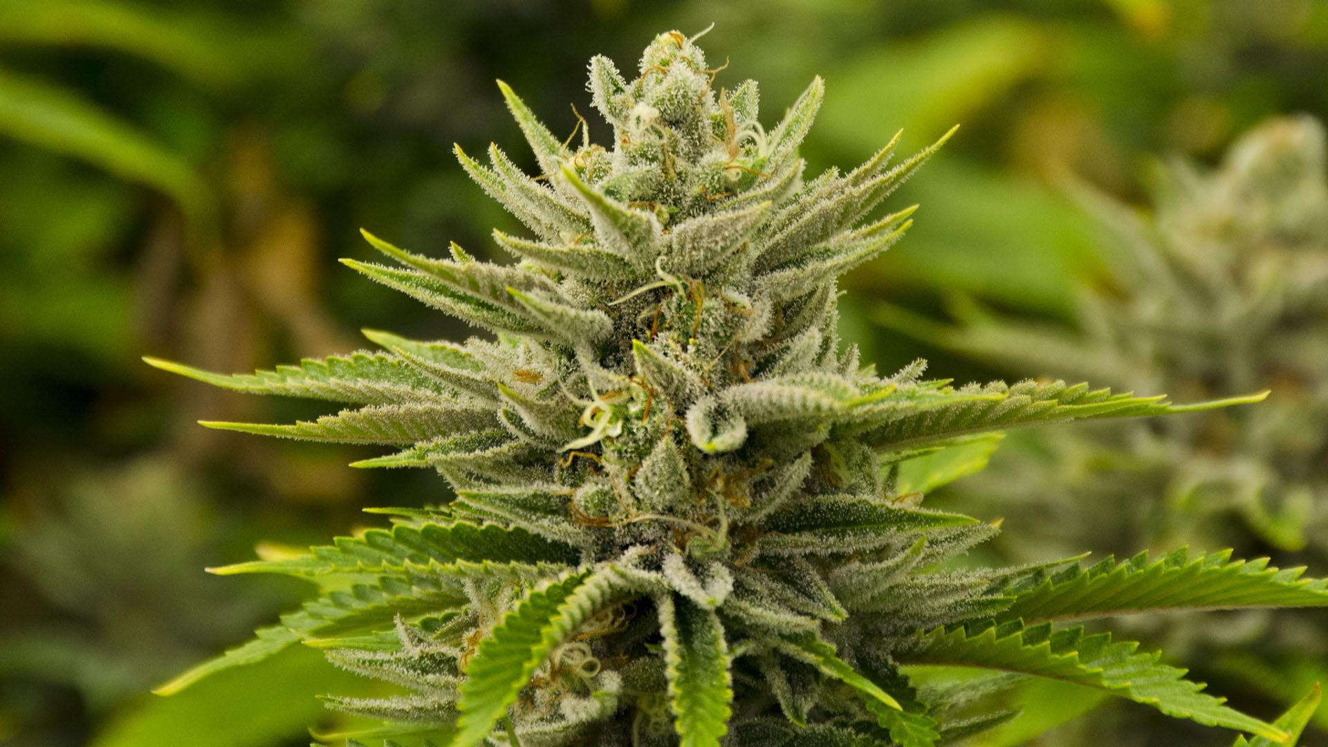 cannabis, marijuana, 1080P, 420, weed, HD Wallpaper