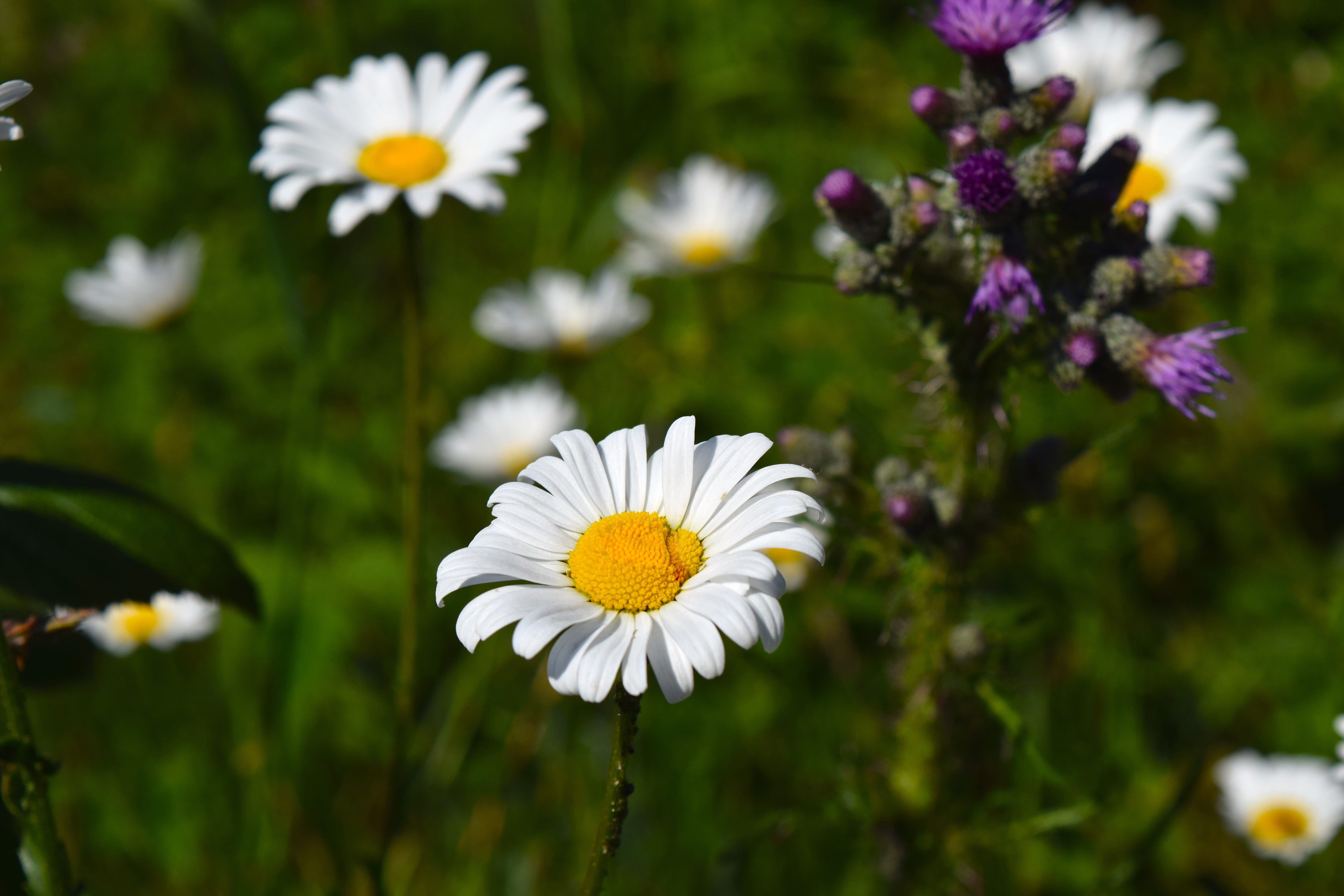 blossom, outdoors, plant, flowering plant, flowers, beauty in nature, 5K, pollen, fragility, inflorescence, freshness, petal, matricaria chamomilla, growth, HD Wallpaper