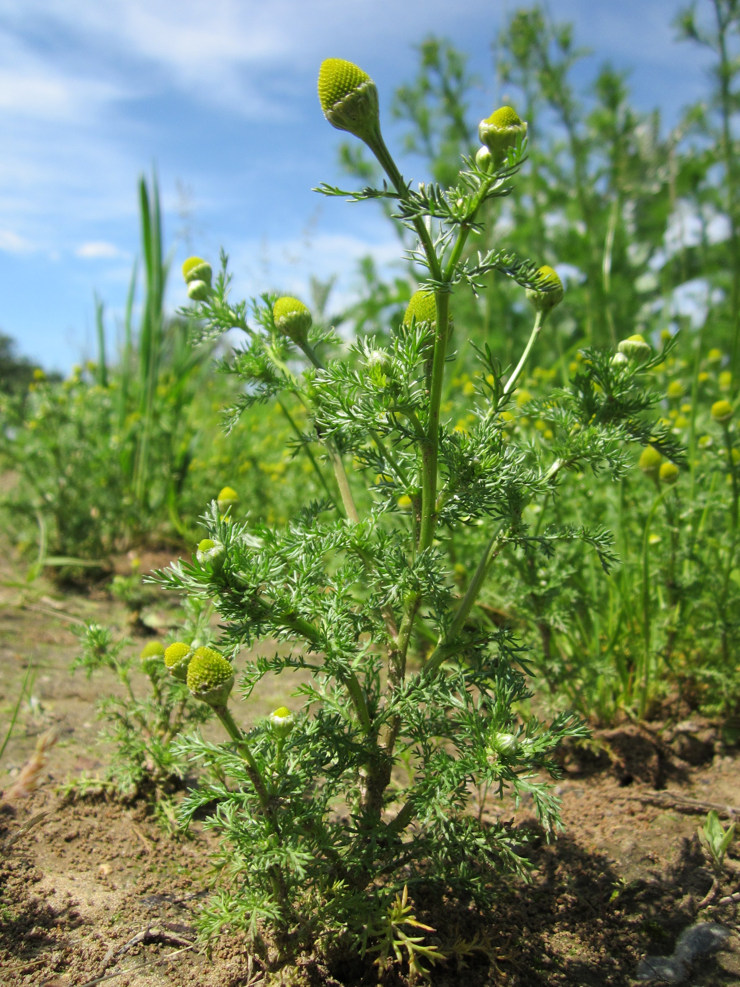 leaf, day, plant part, focus on foreground, close-up, sunlight, plant, wild chamomile, pineappleweed, land, disc mayweed, plantation, species, green color, Phone HD Wallpaper
