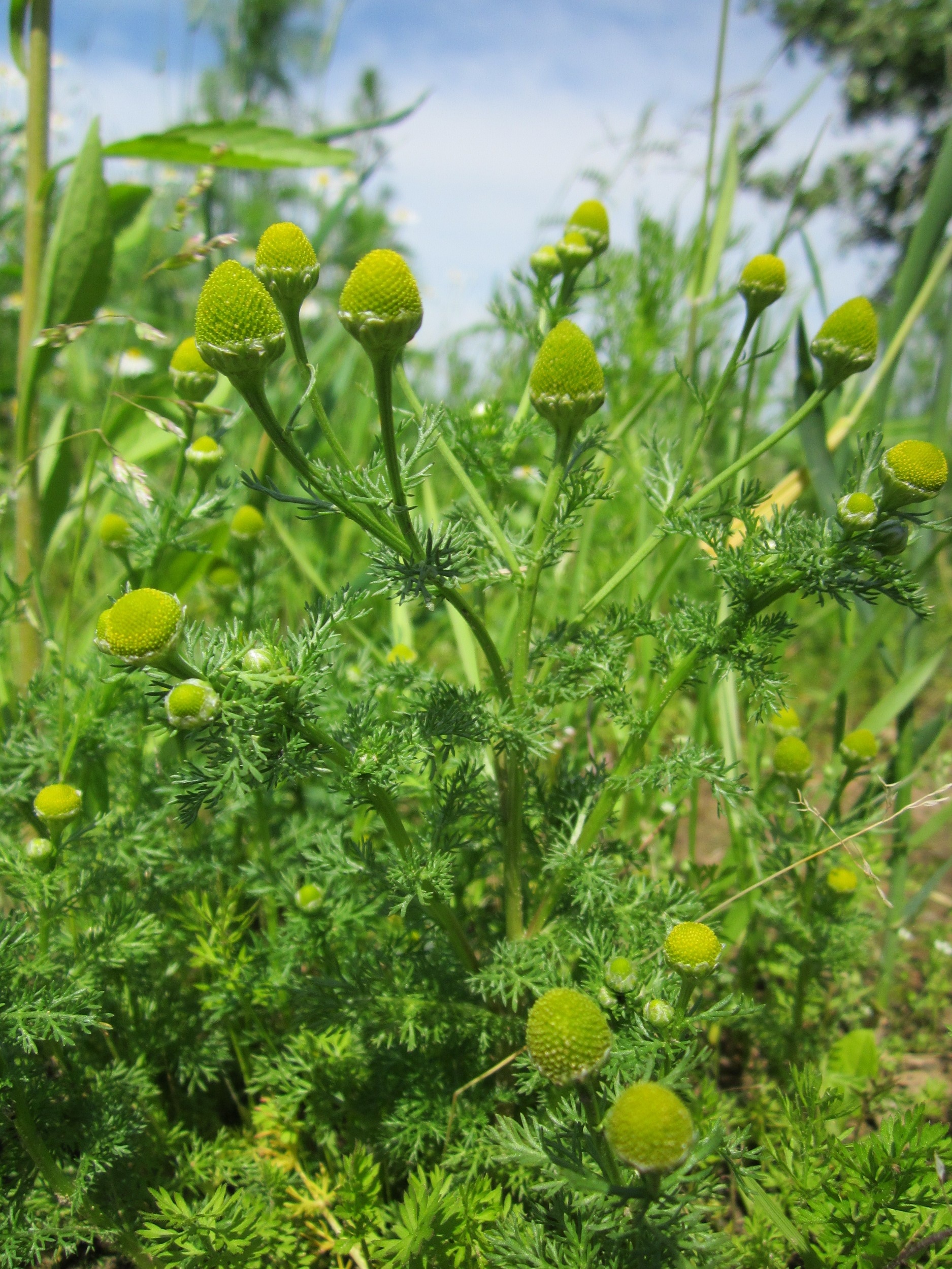 focus on foreground, land, no people, leaf, tranquility, food and drink, species, disc mayweed, day, outdoors, pineappleweed, selective focus, plant, green color, Phone HD Wallpaper