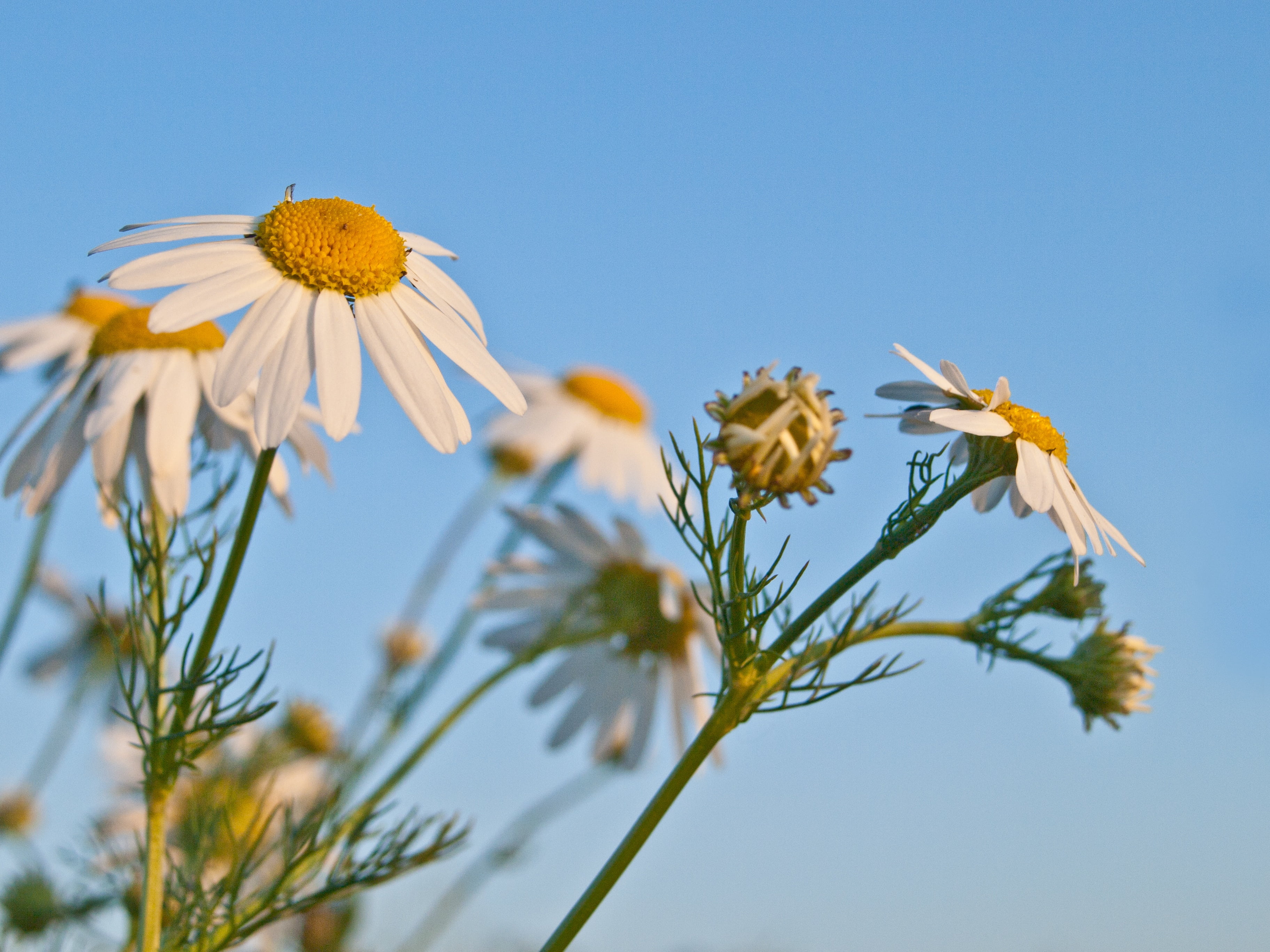 bloom, no people, inflorescence, growth, vulnerability, flora, summer, blue, close-up, nature, beauty in nature, animal wildlife, flower, sky, genuine chamomile, HD Wallpaper