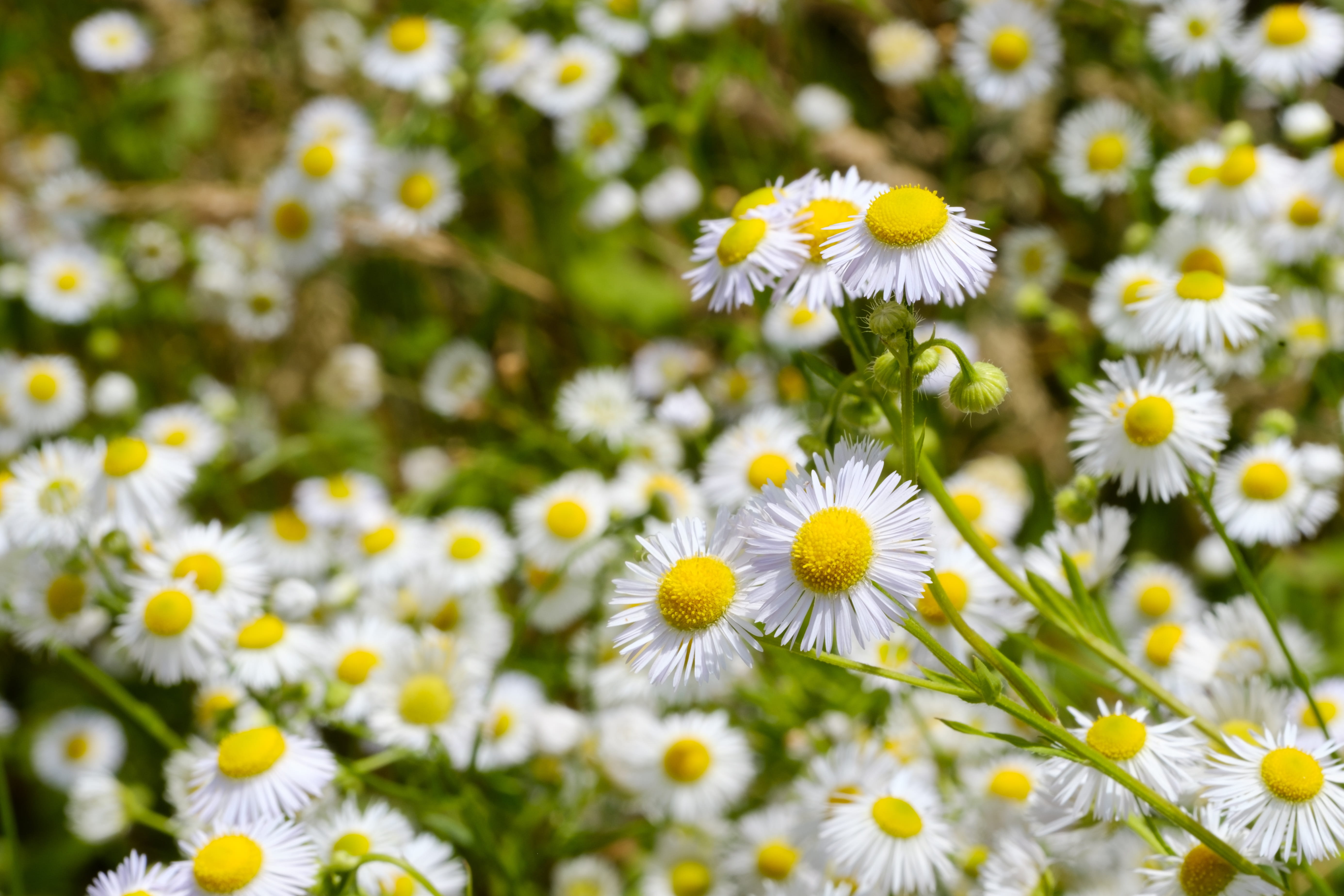 drug, no people, daisy, genuine chamomile, close-up, matricaria chamomilla, plant, fragility, freshness, outdoors, inflorescence, petal, day, vulnerability, HD Wallpaper