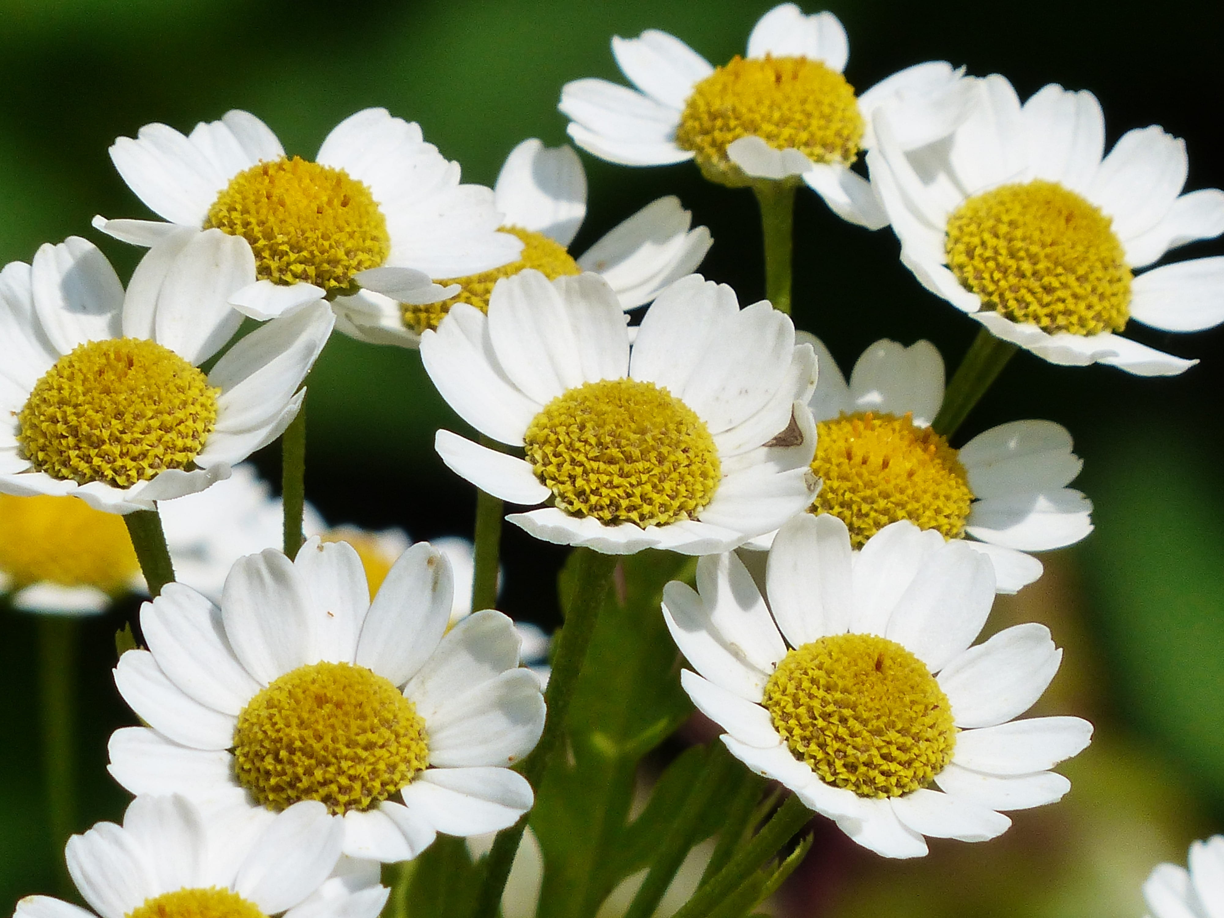 false chamomile, outdoors, close-up, vulnerability, nature, white color, asteraceae, flowering plant, plant, matricaria inodora, focus on foreground, 4K, HD Wallpaper